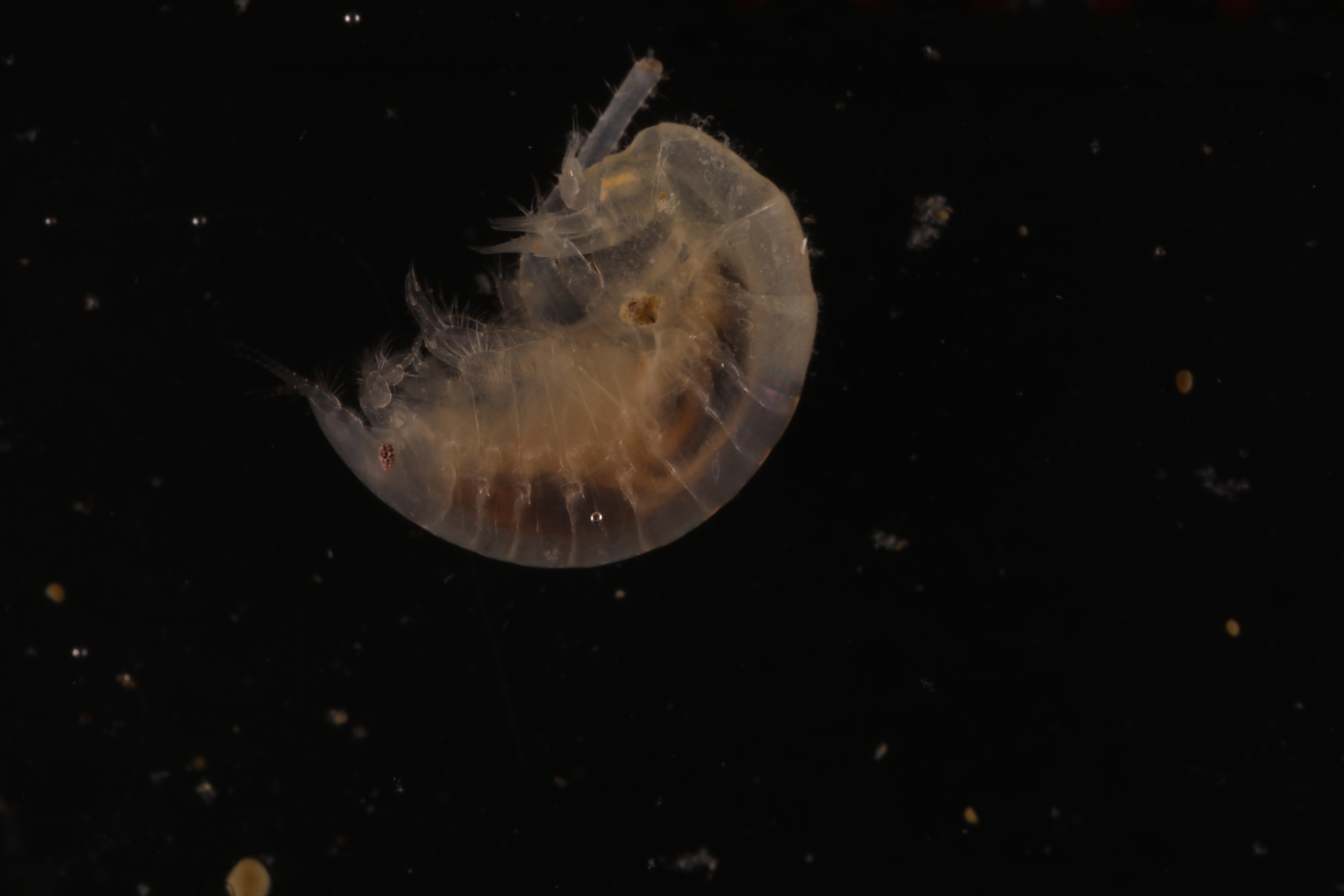 Phoxocephalidae