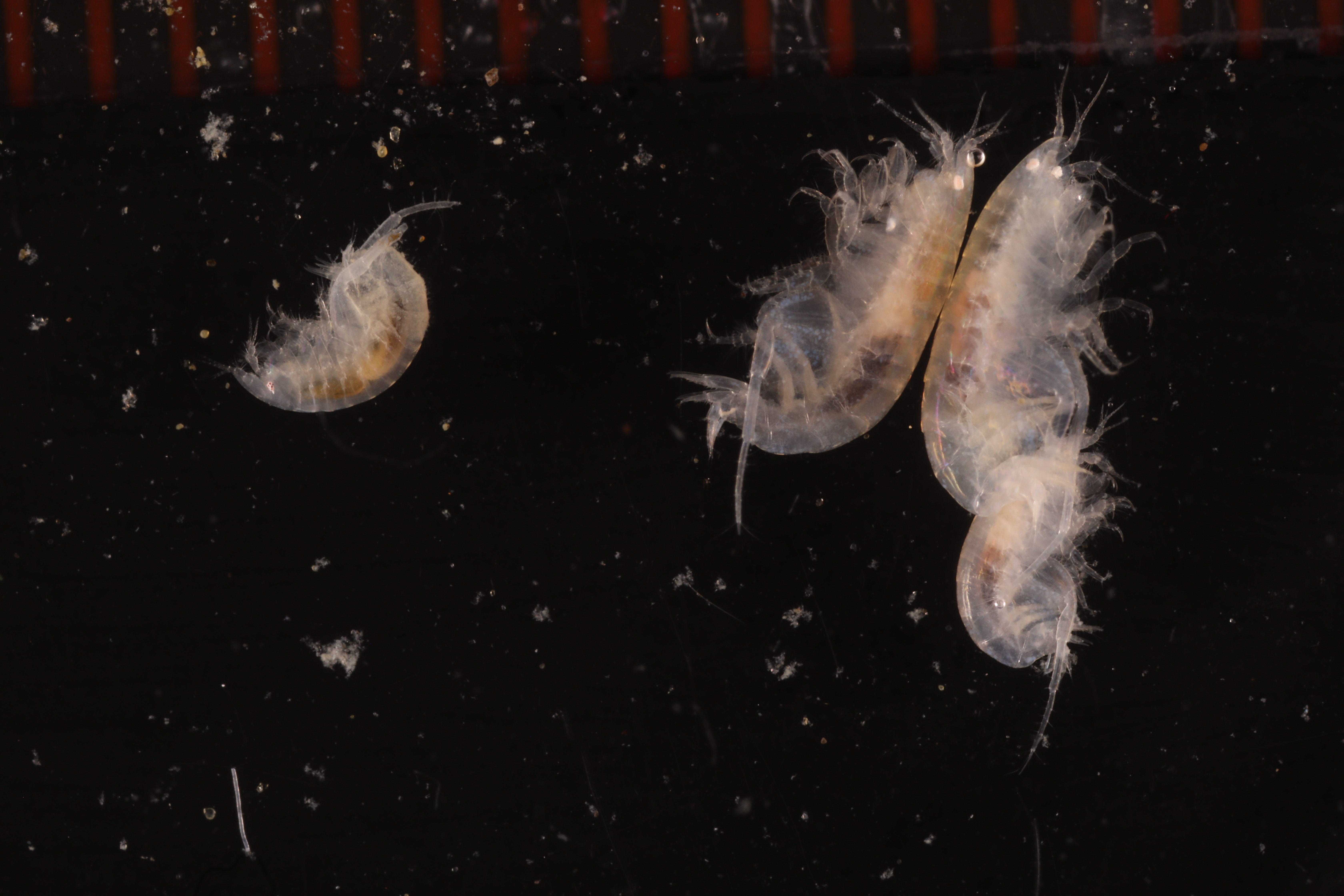 Phoxocephalidae