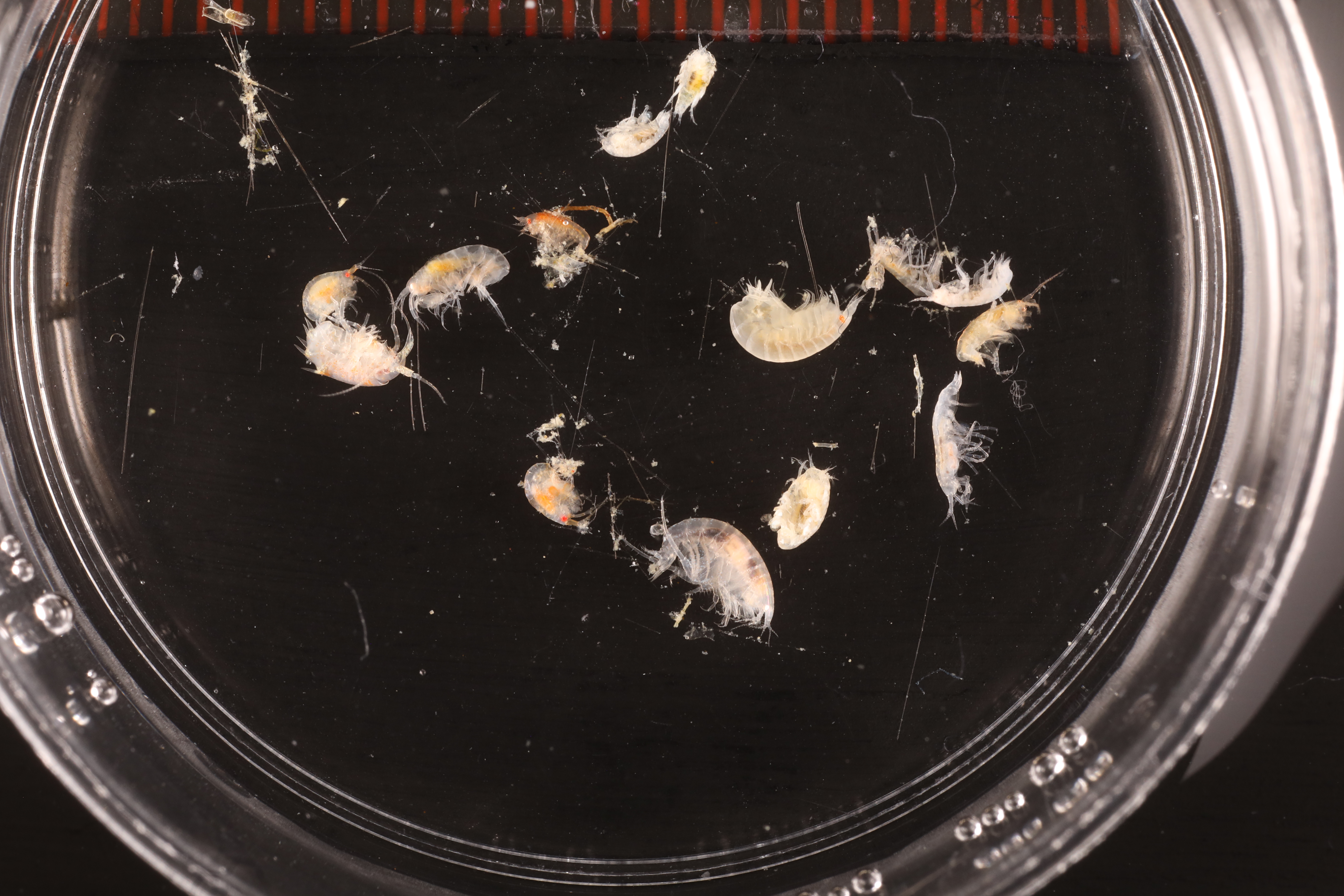 Specimen media