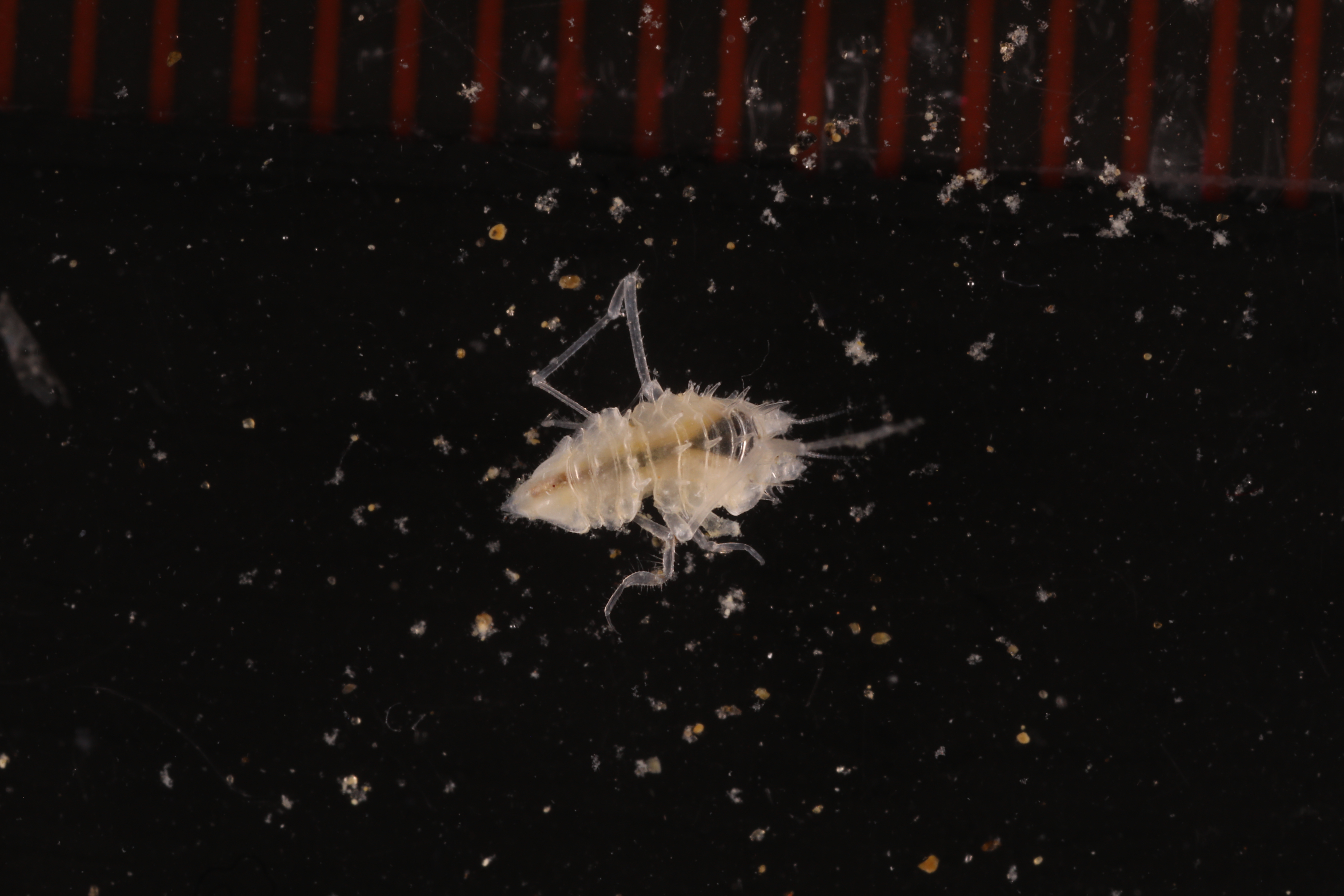 Specimen media