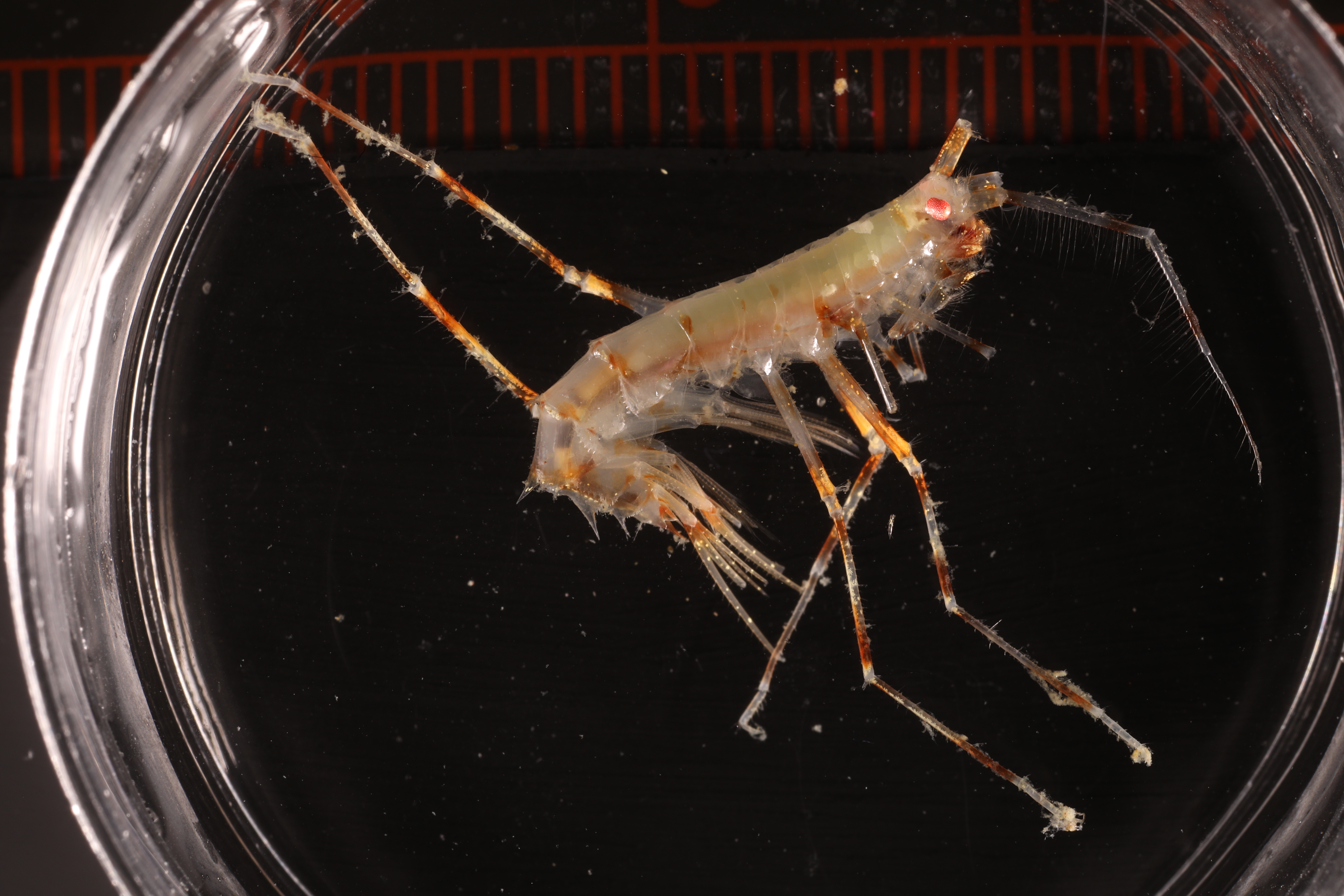 Specimen media