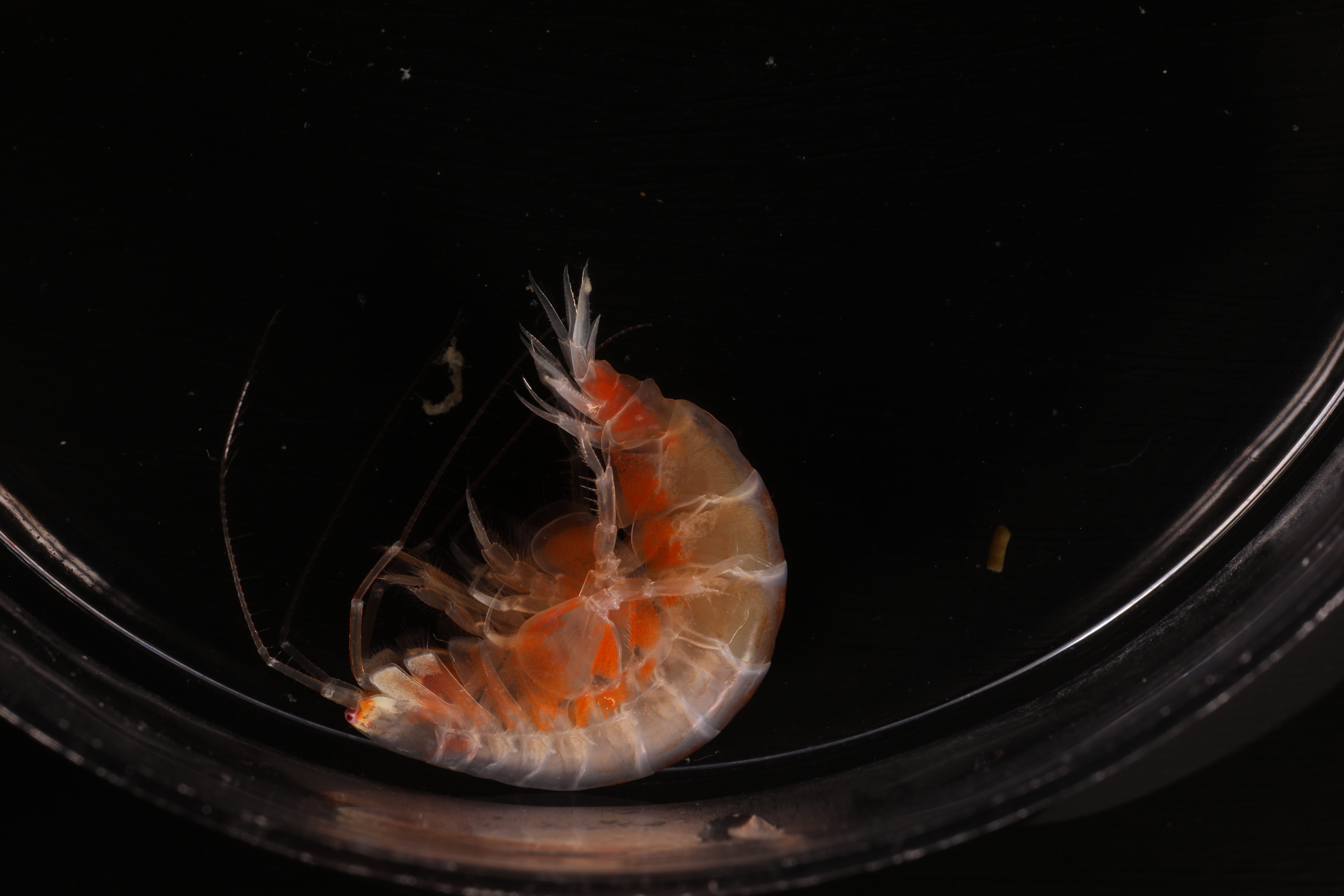 Specimen media