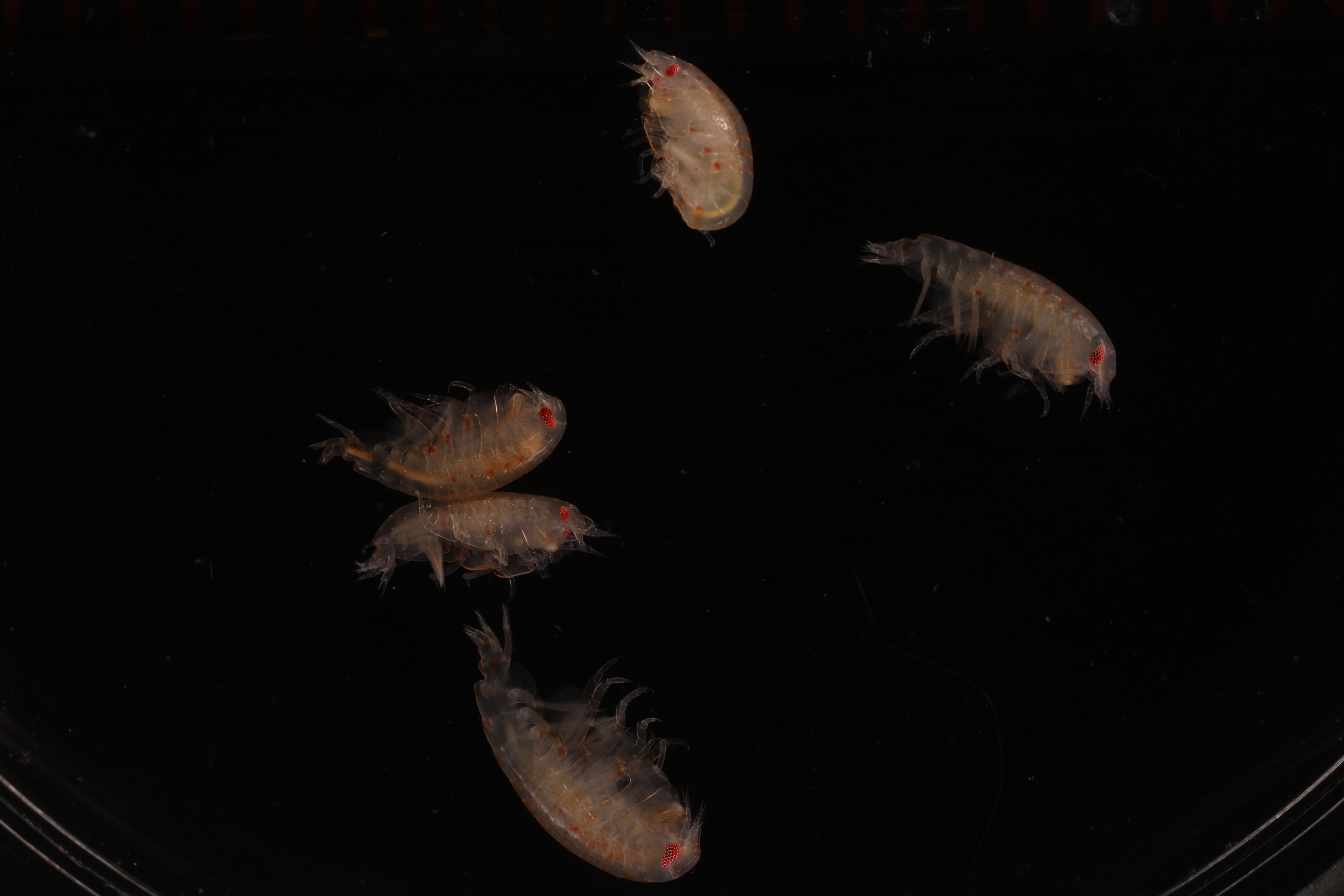 Specimen media