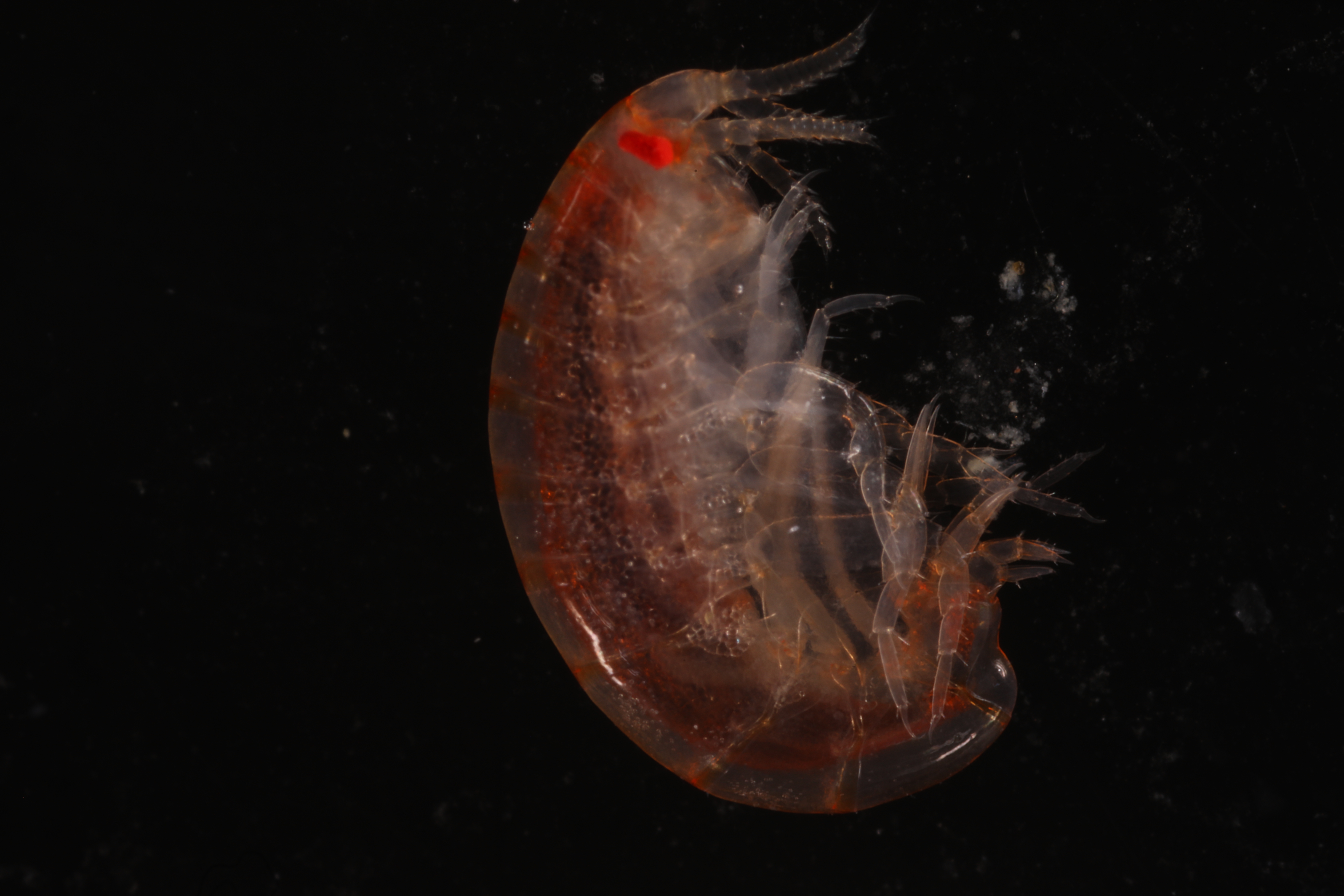 Specimen media