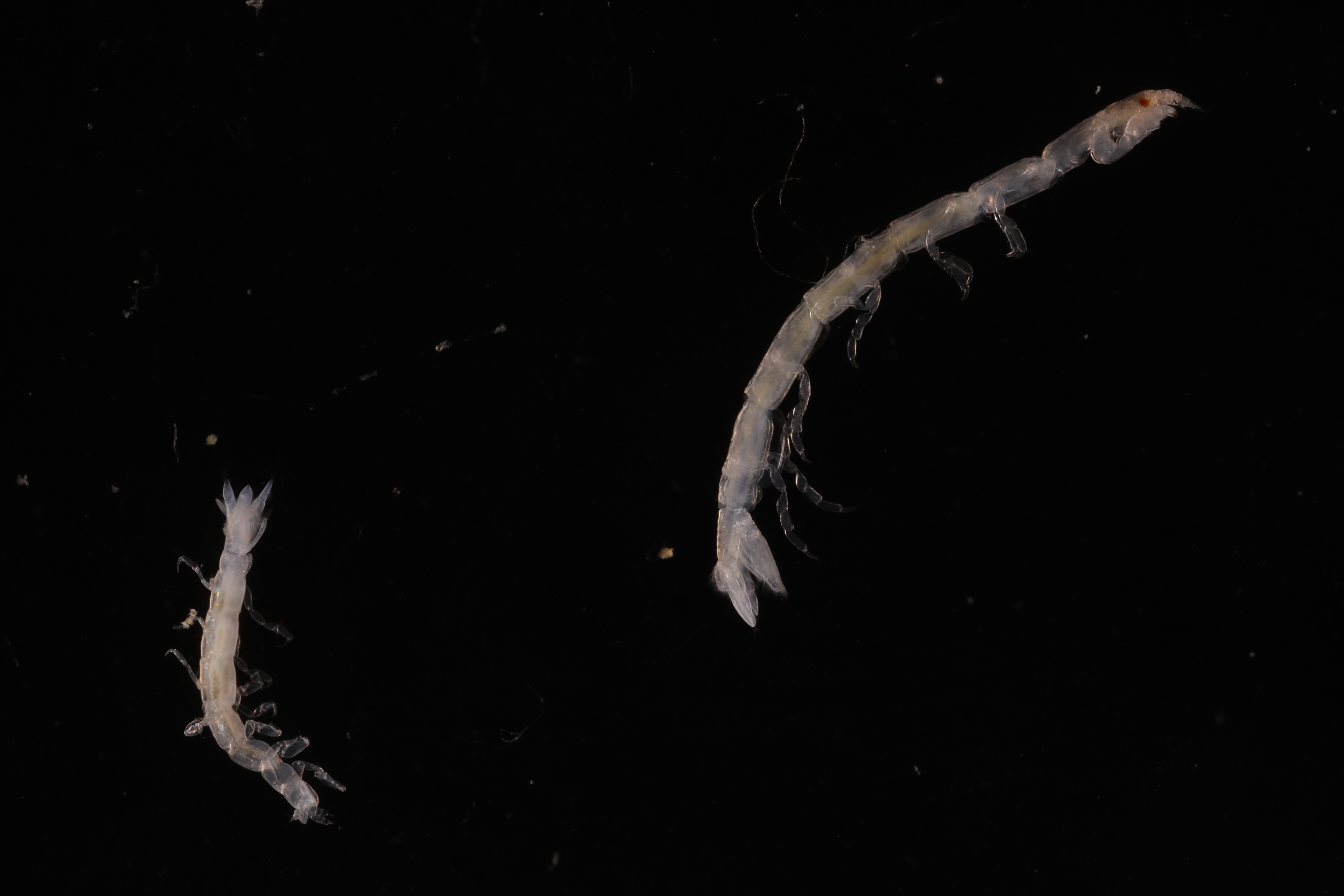 Specimen media