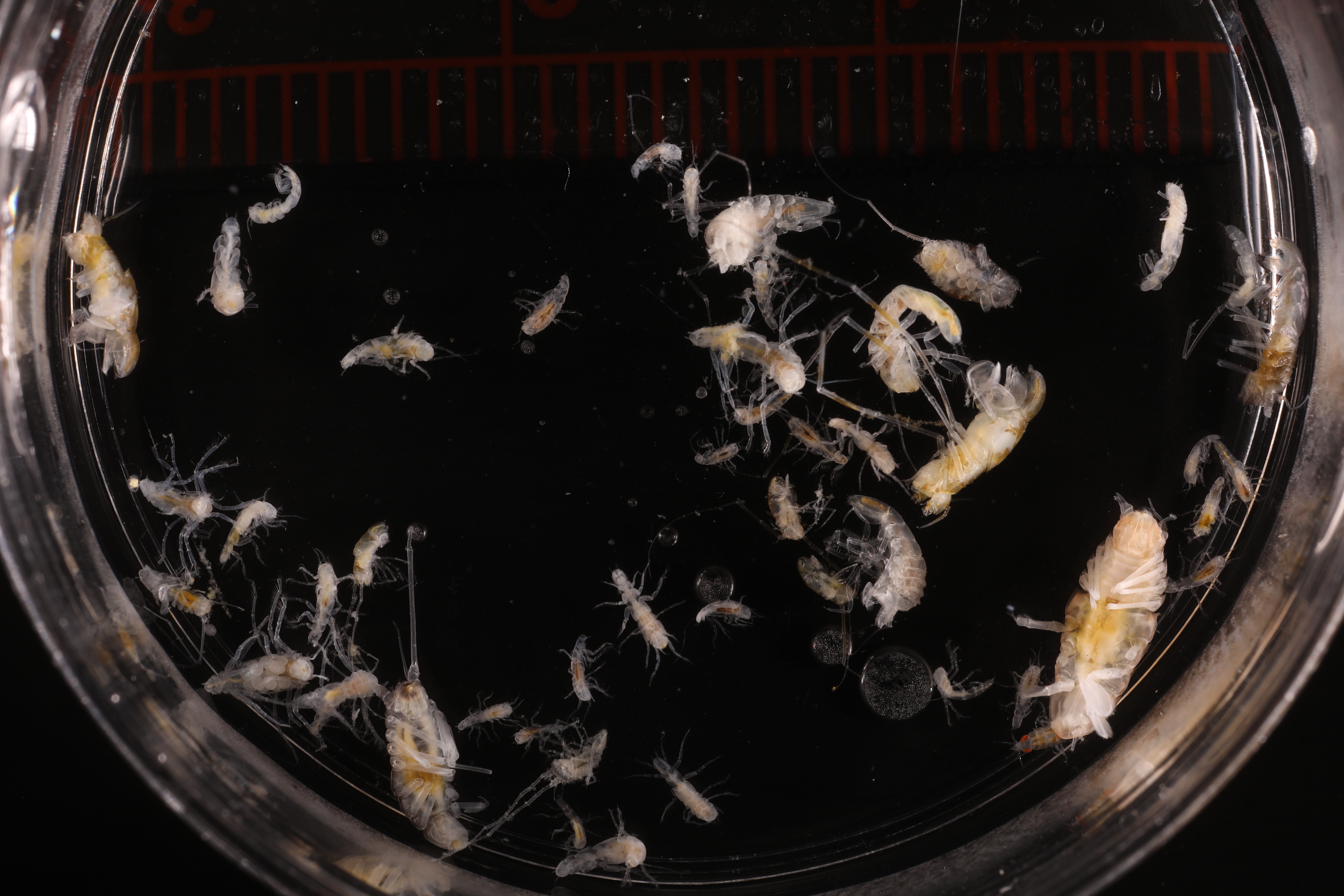 Specimen media