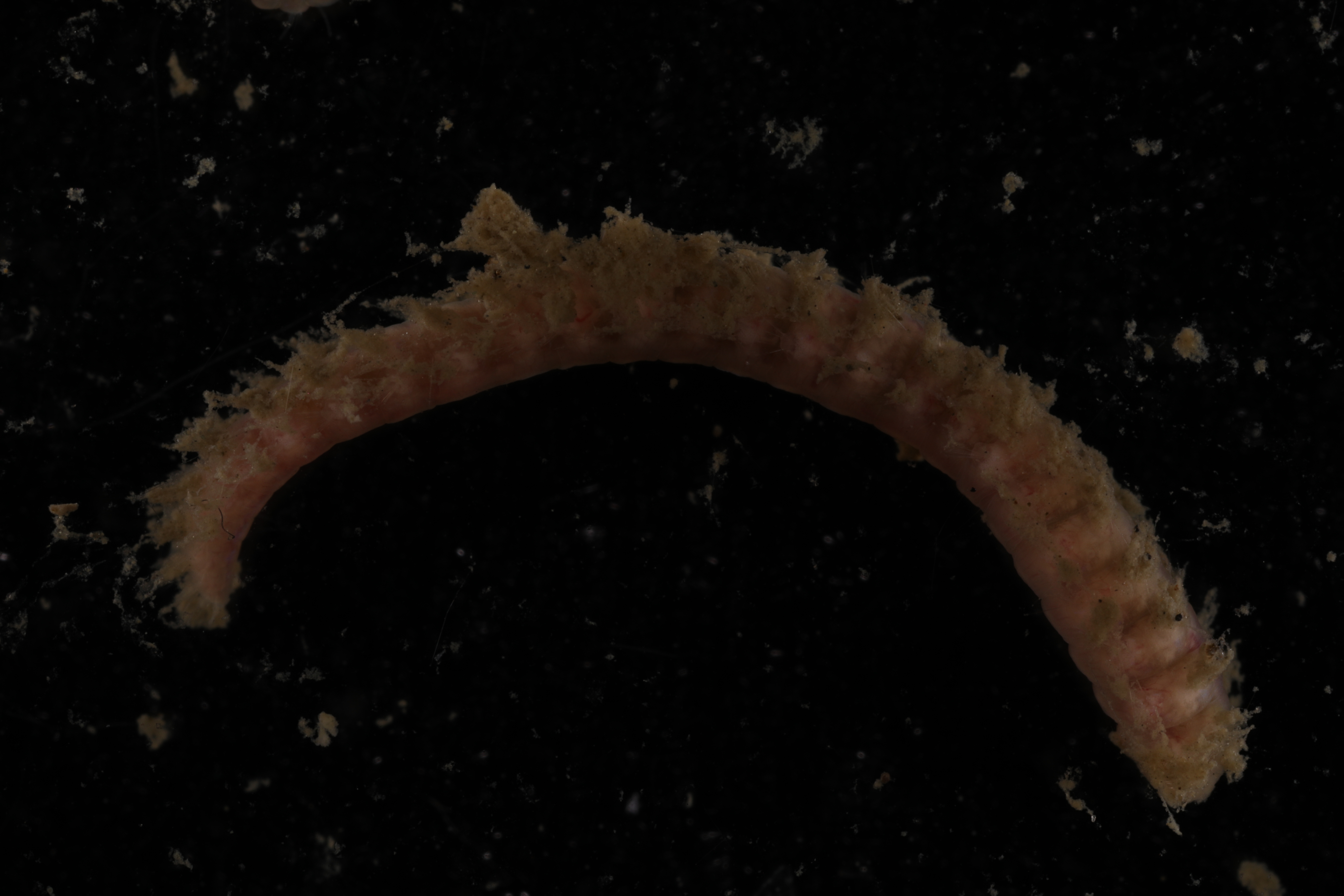 Specimen media