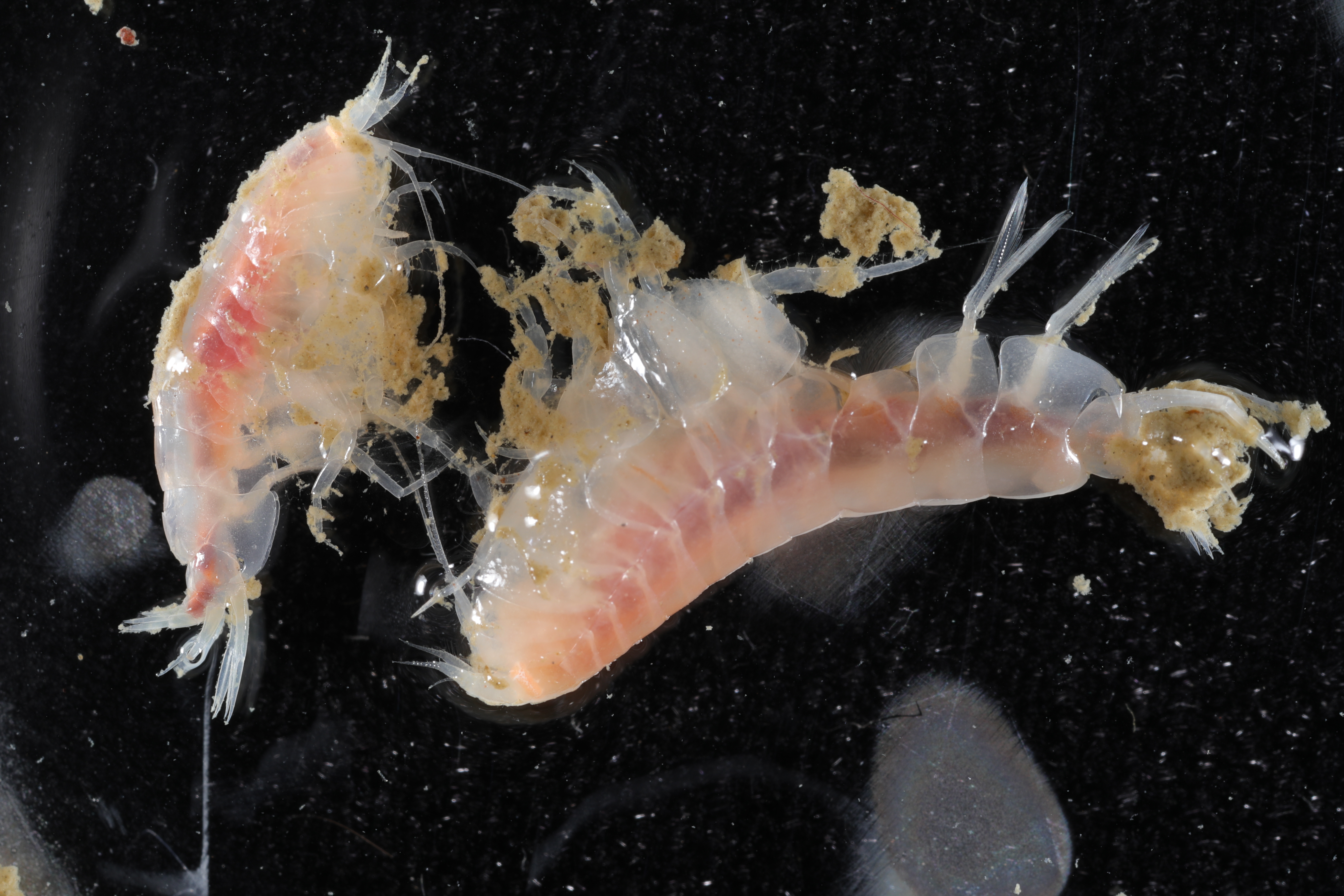 Specimen media