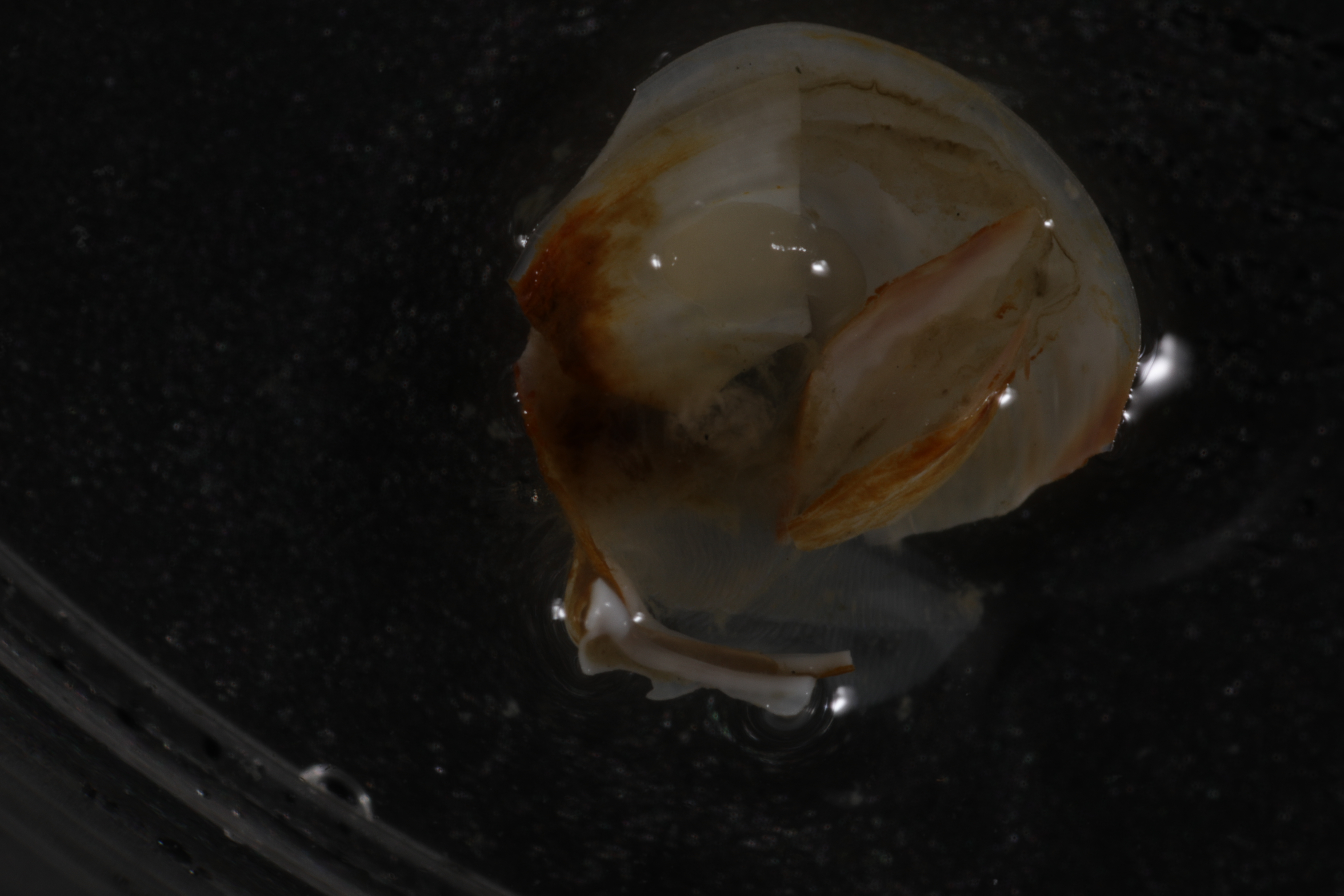 Specimen media