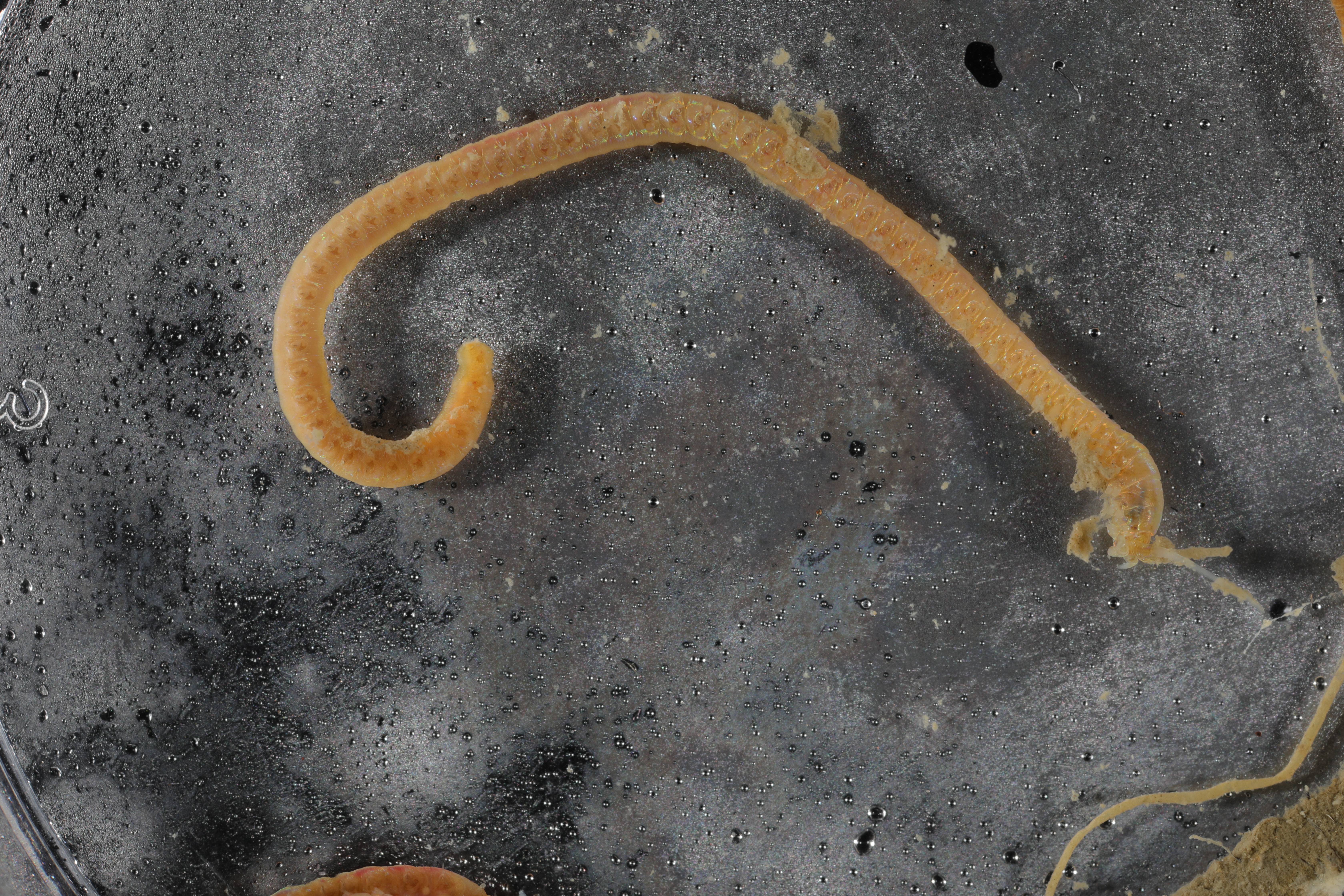 Specimen media
