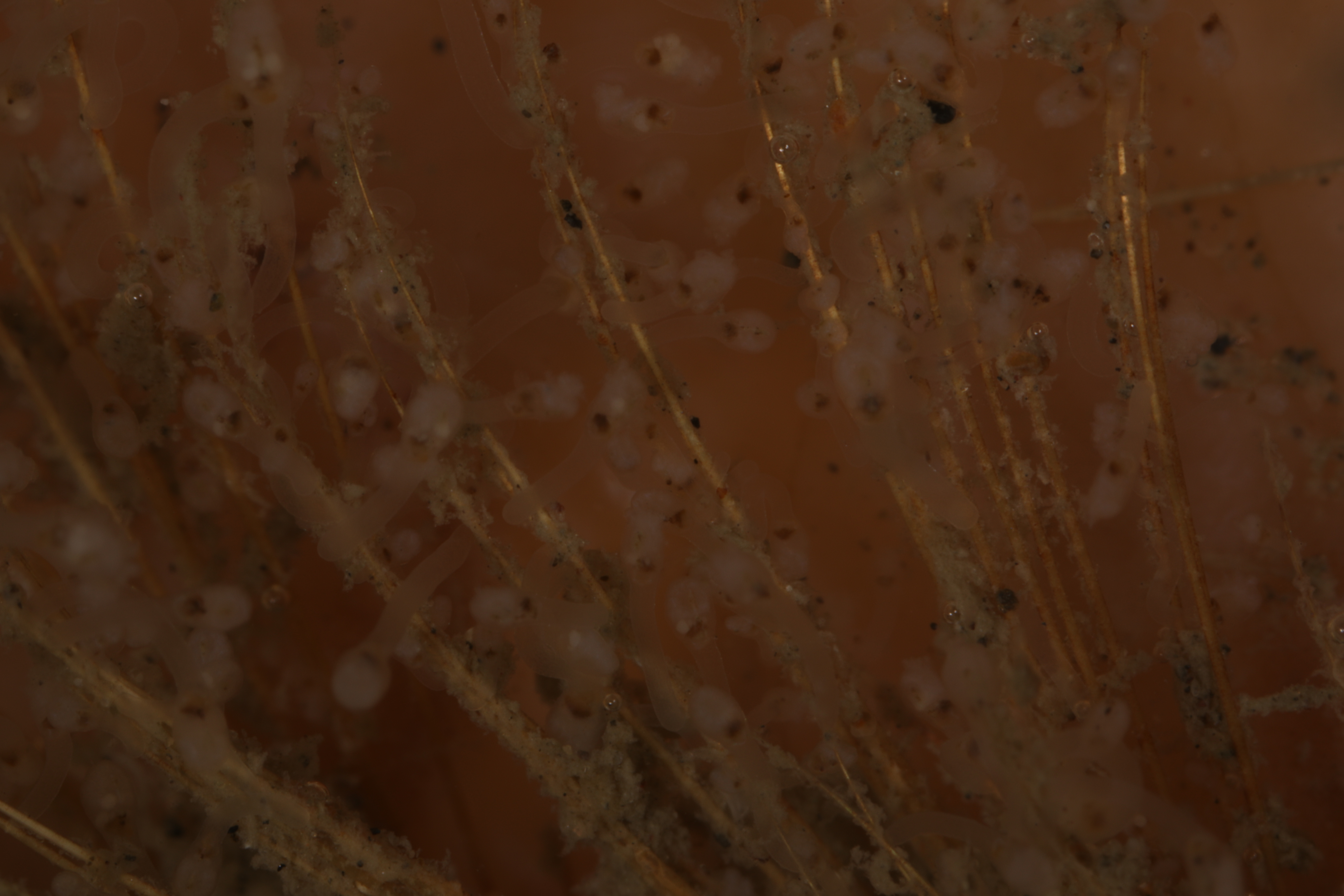 Loxosomella antedonis