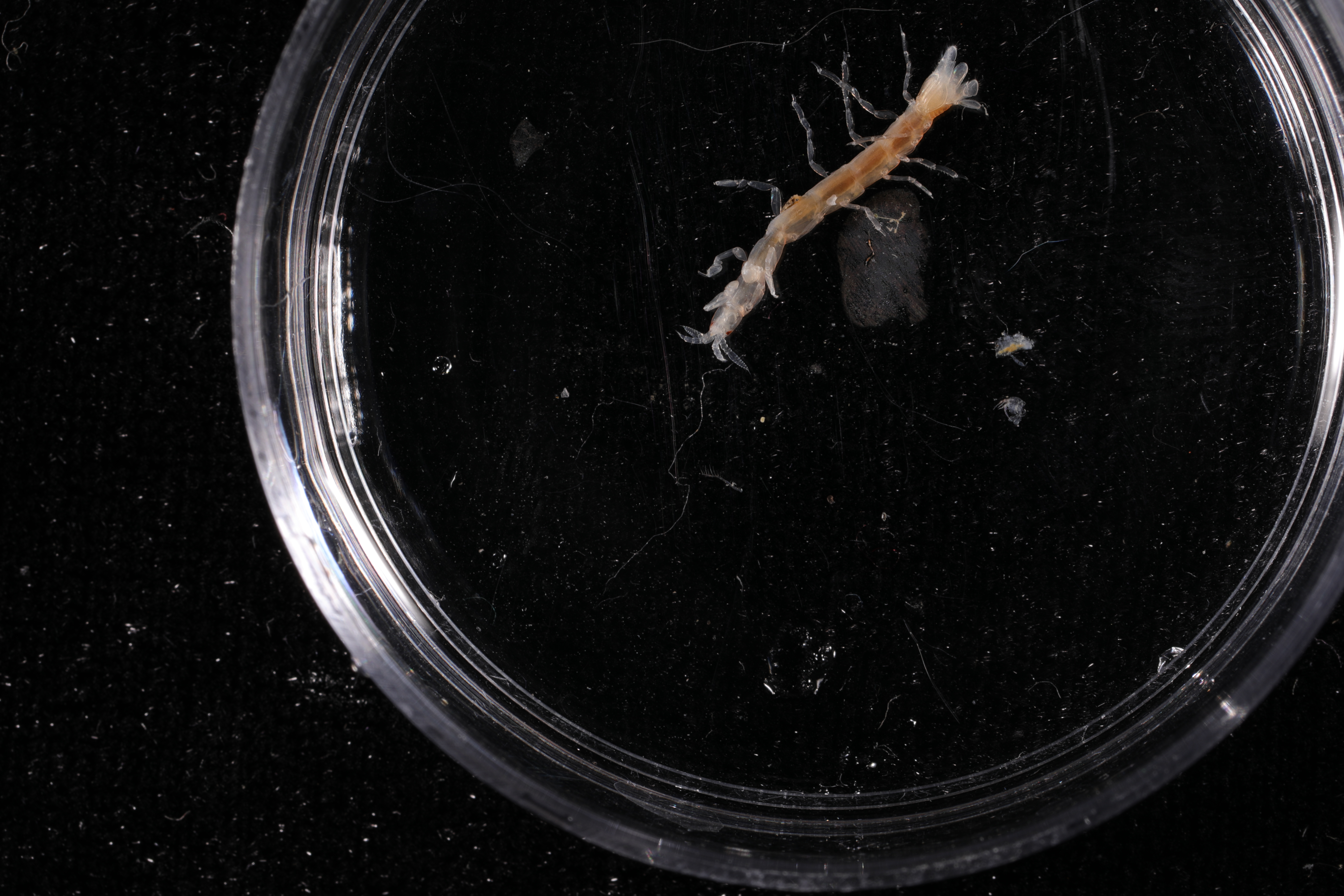 Accalathura gigantissima