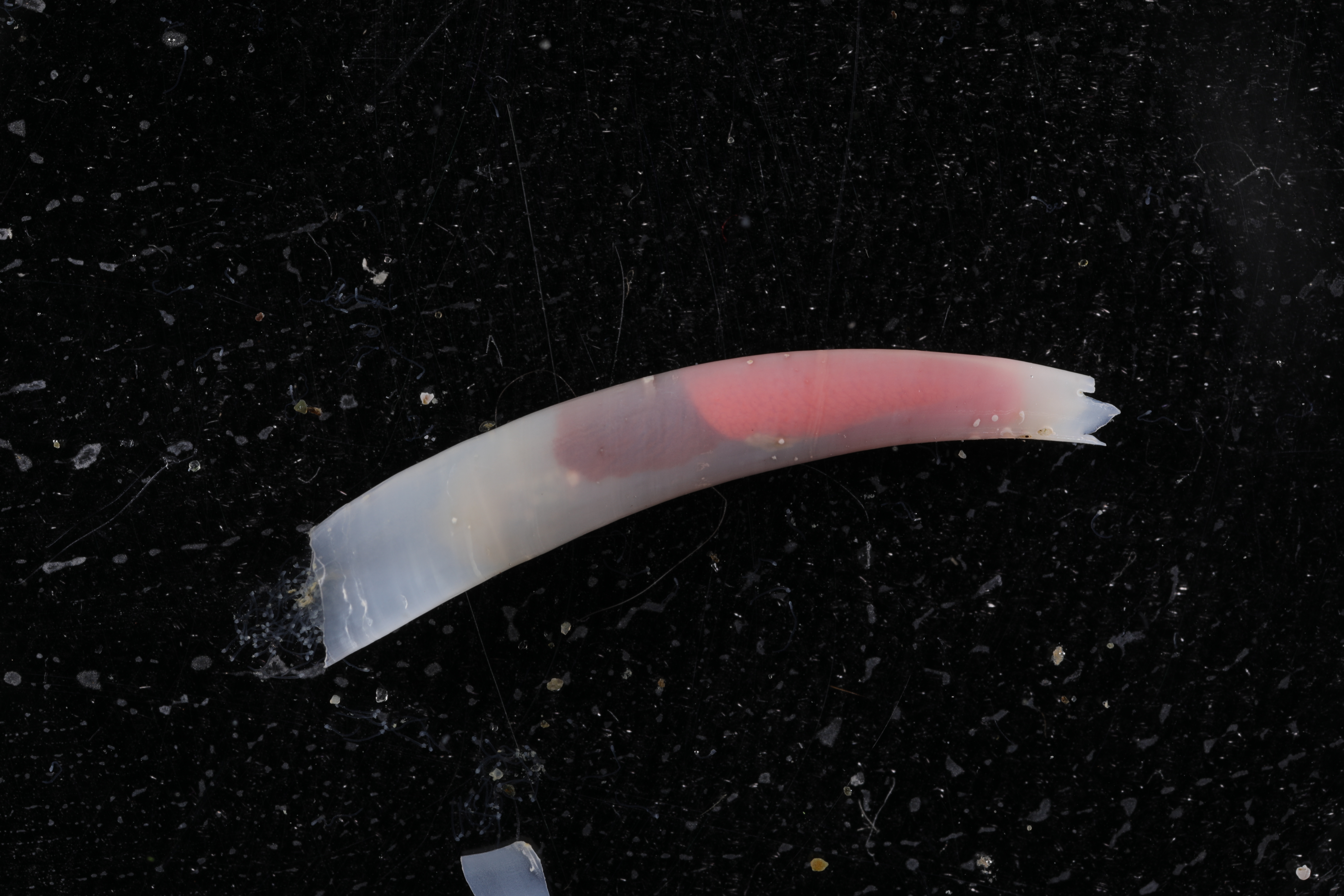 Siphonodentalium dalli