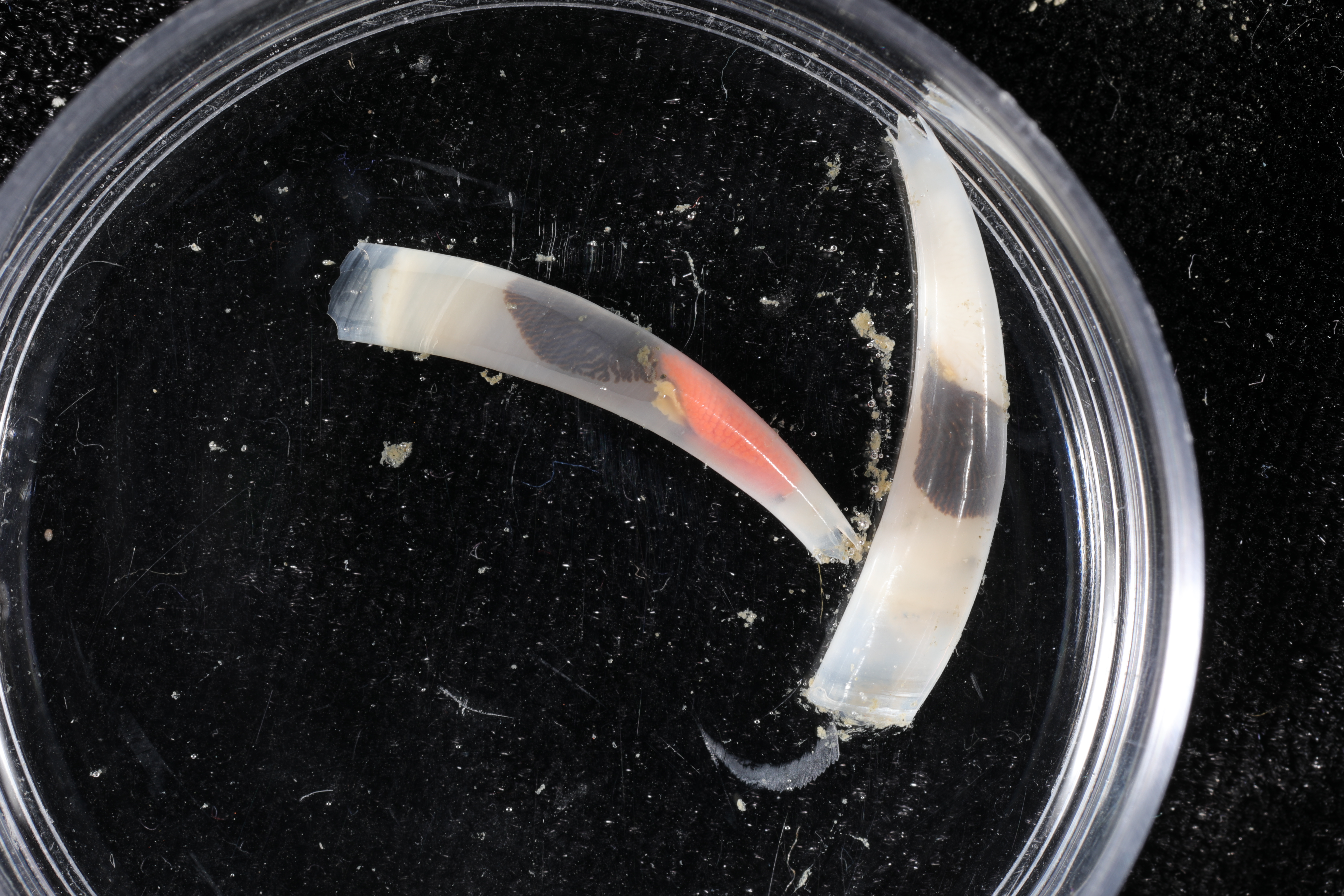 Siphonodentalium dalli