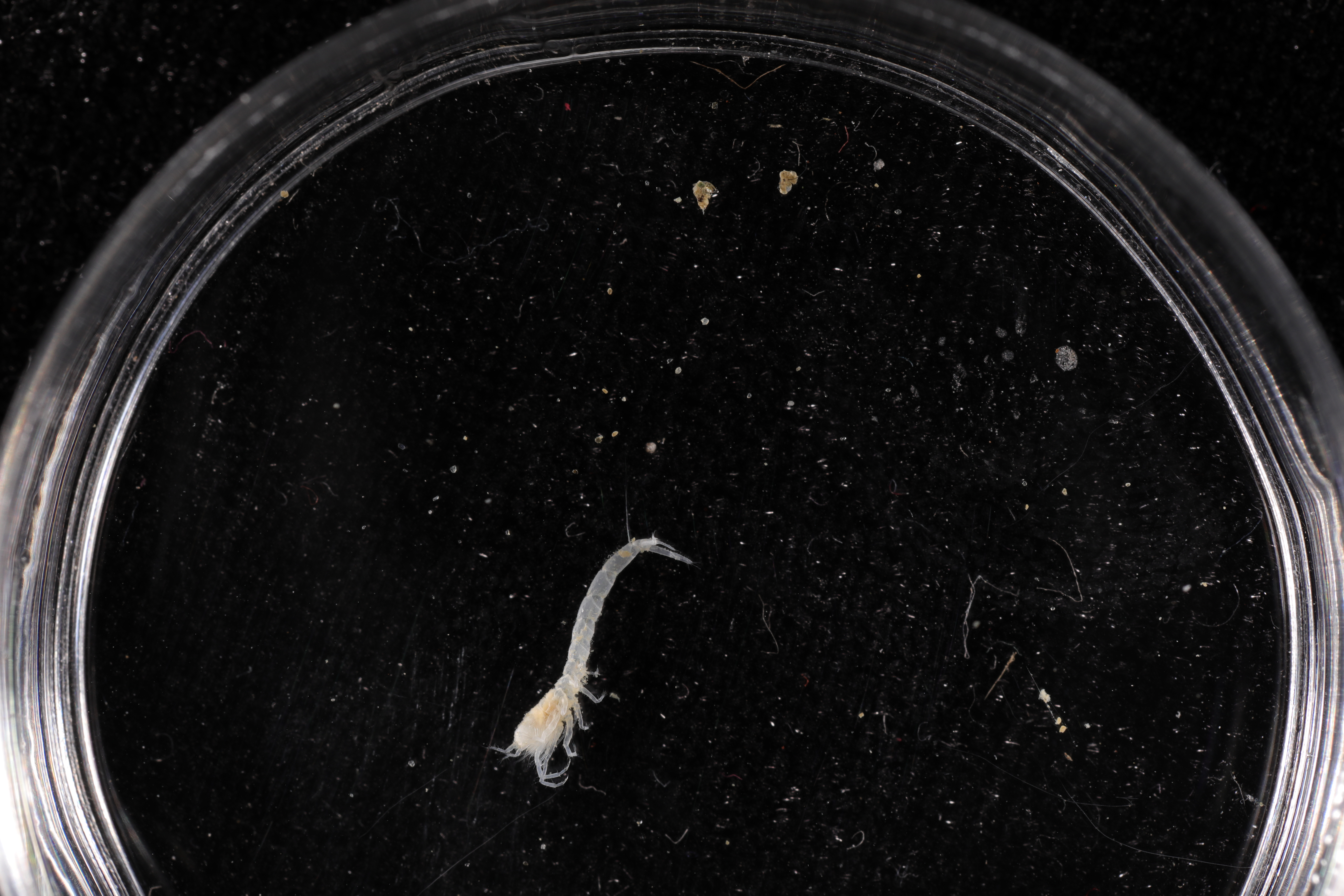Specimen media