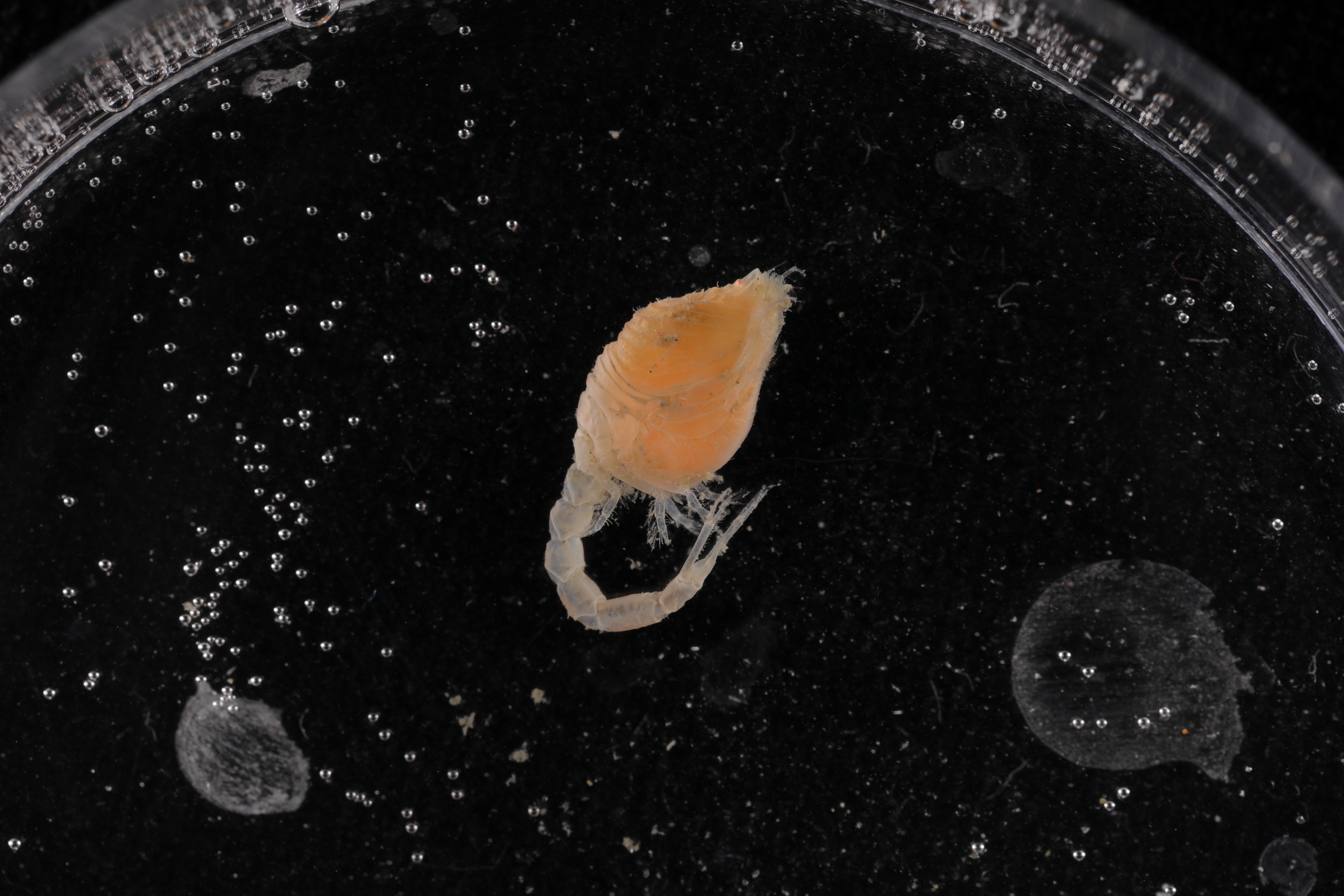 Diastylis anderssoni