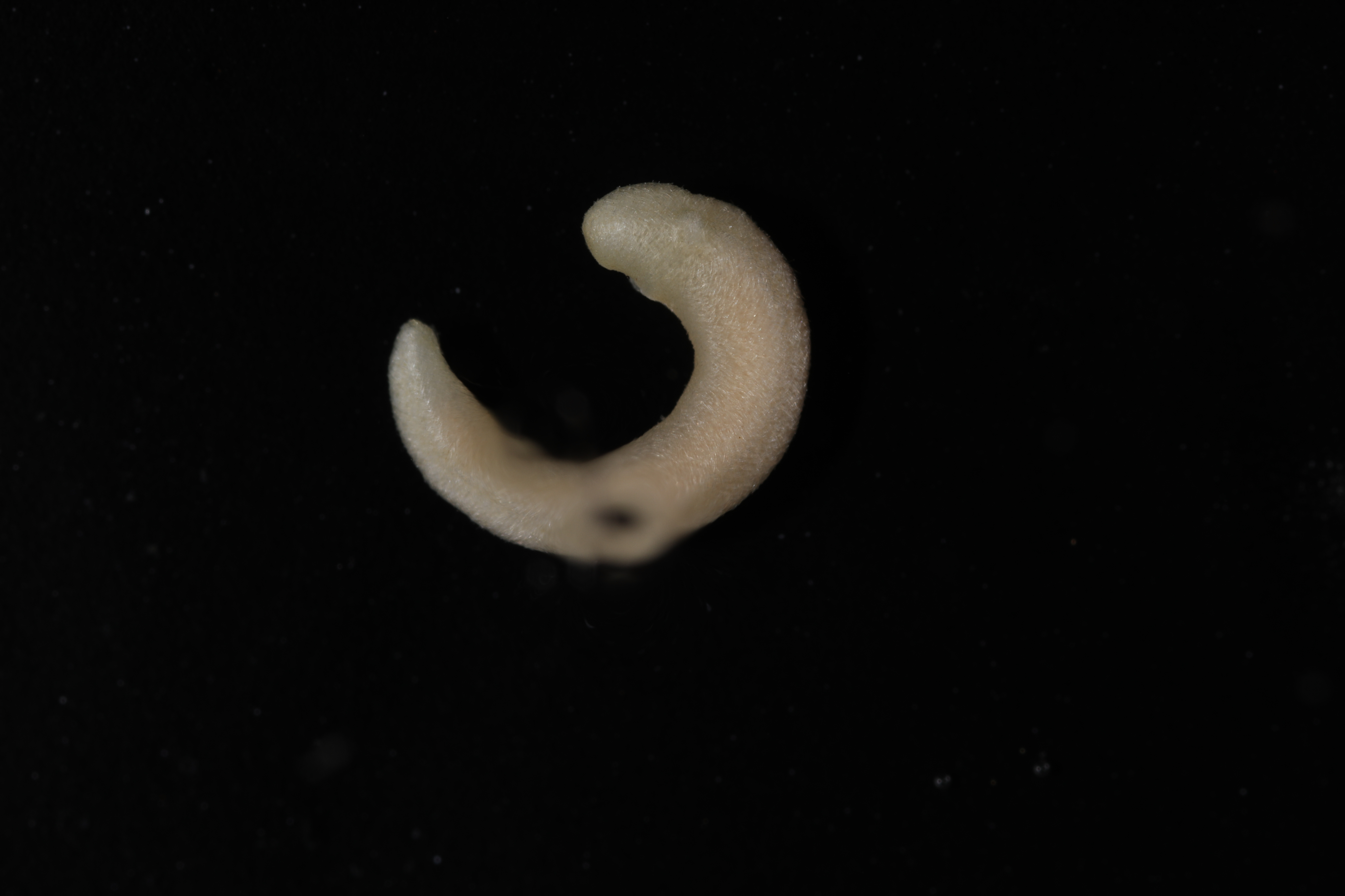 Entonomenia tricarinata