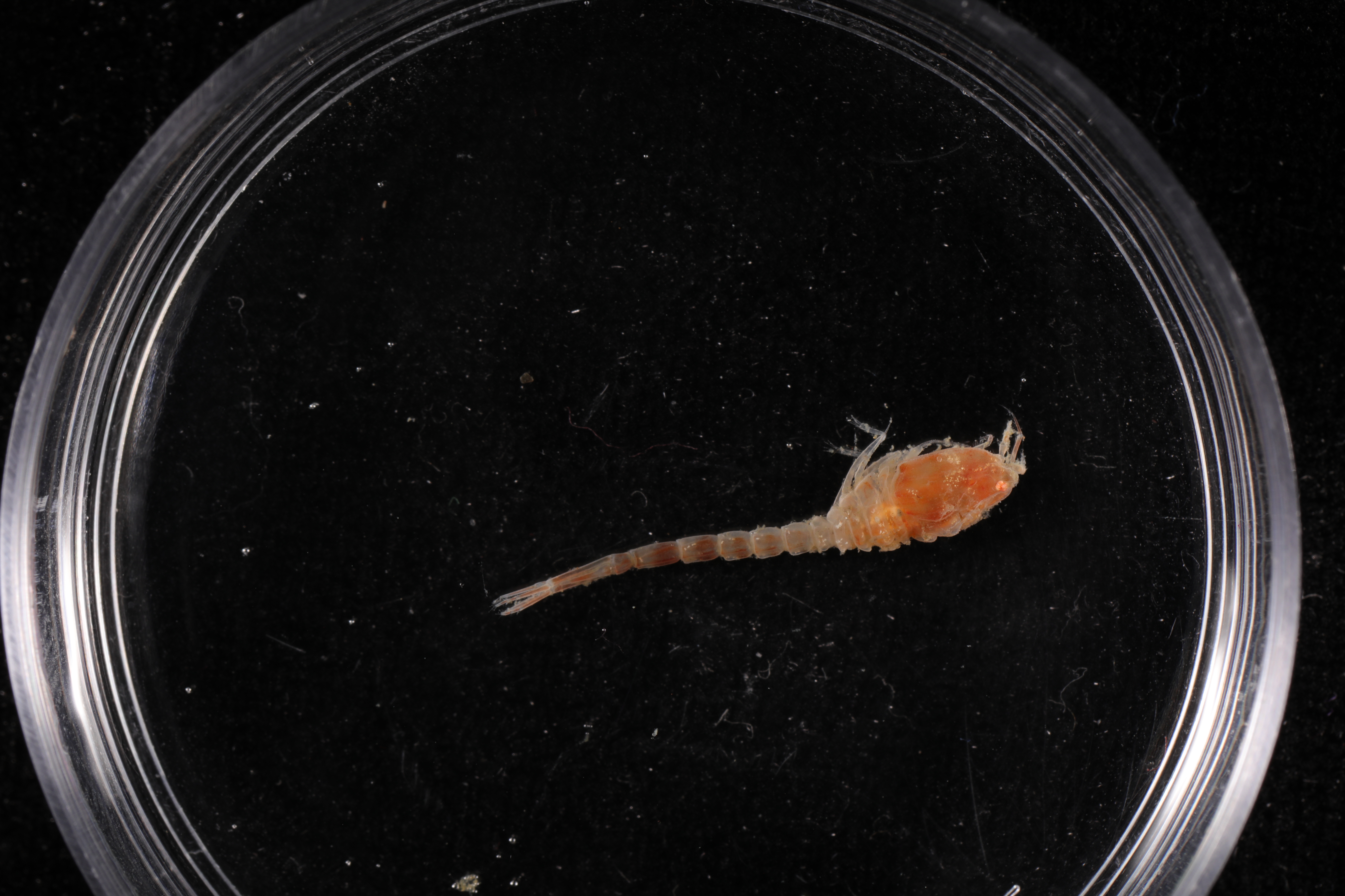 Platytyphlops mawsoni