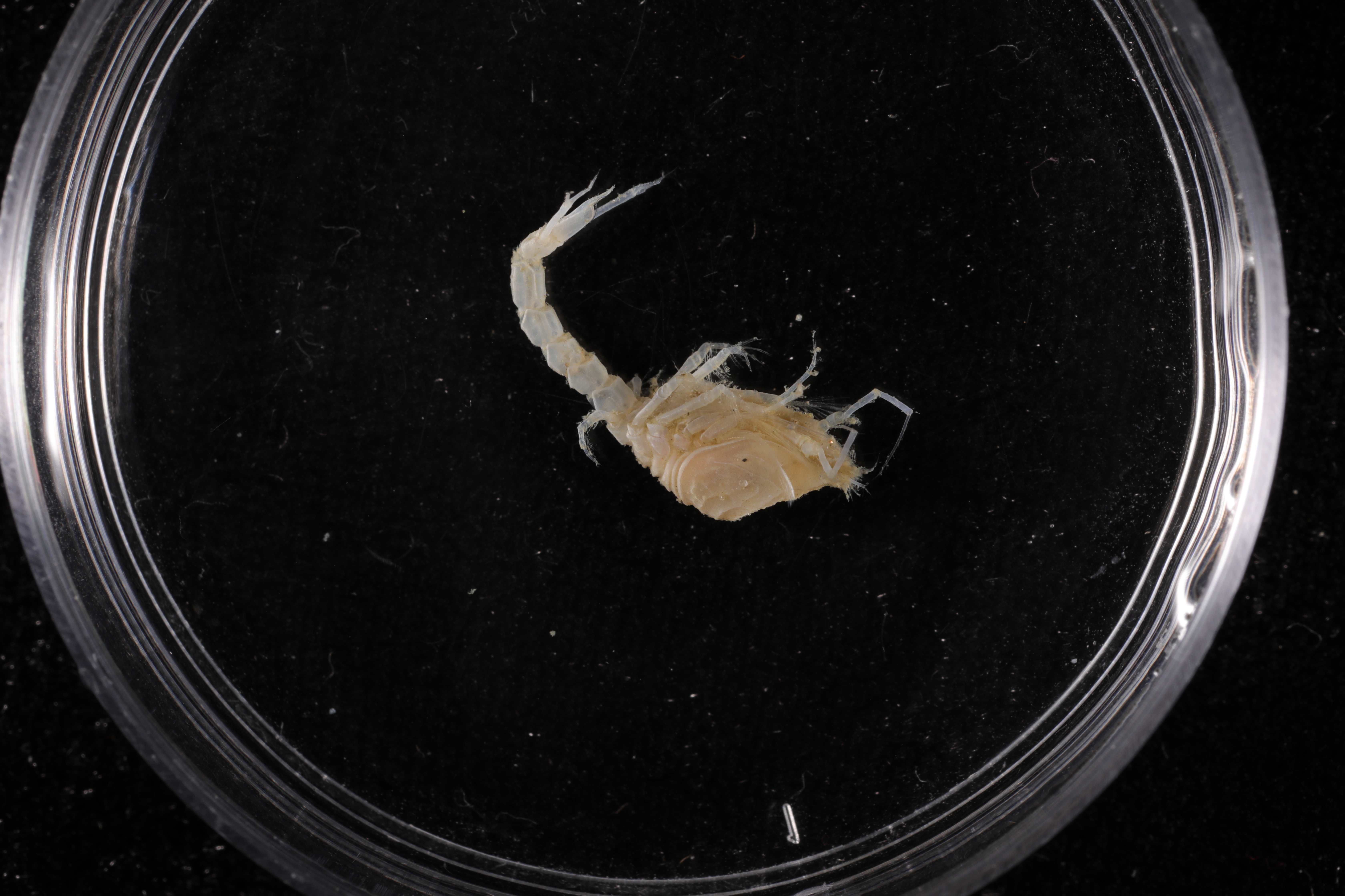 Diastylis anderssoni