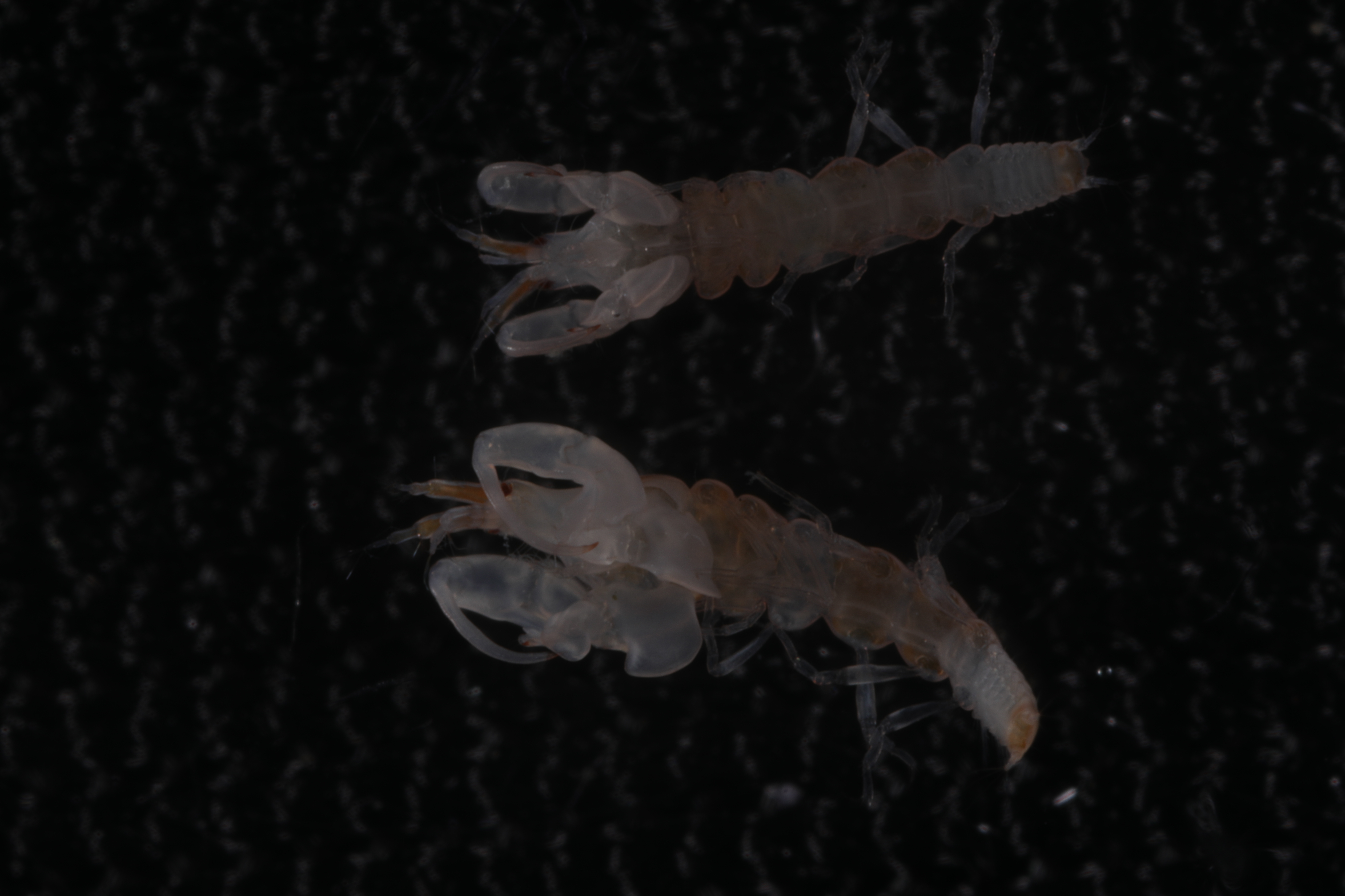 Nototanais antarcticus