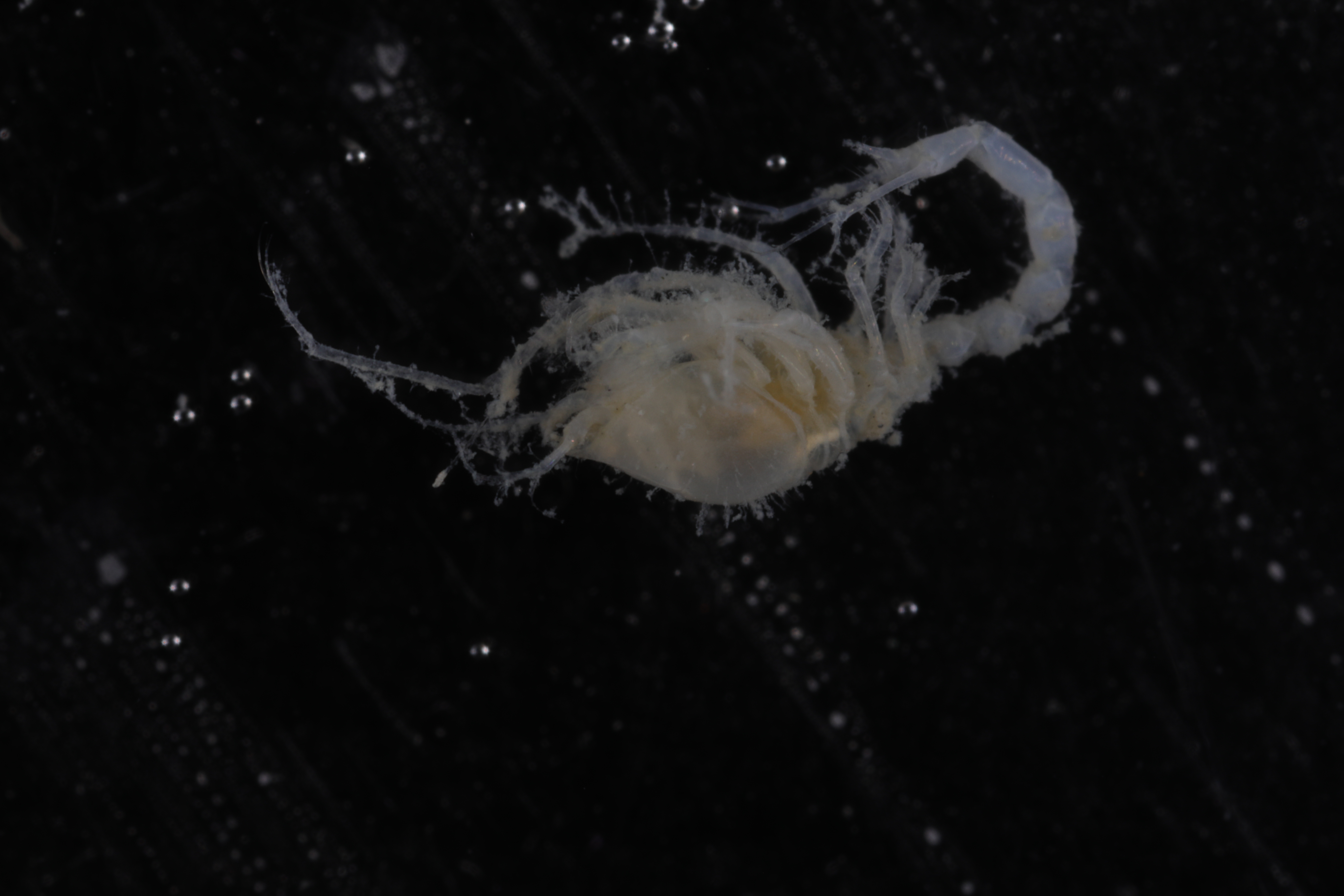 Ekleptostylis debroyeri