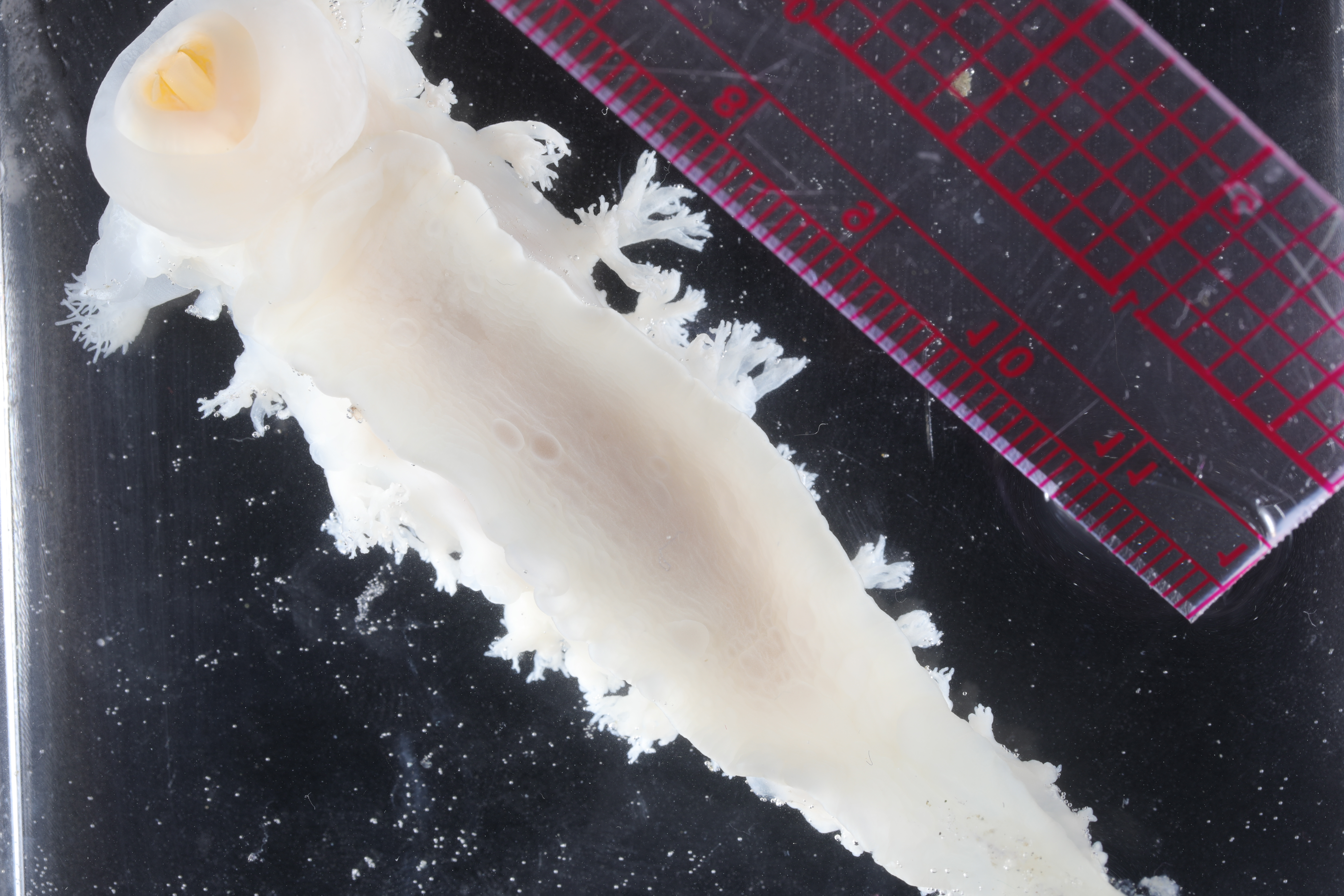 Tritonia challengeriana