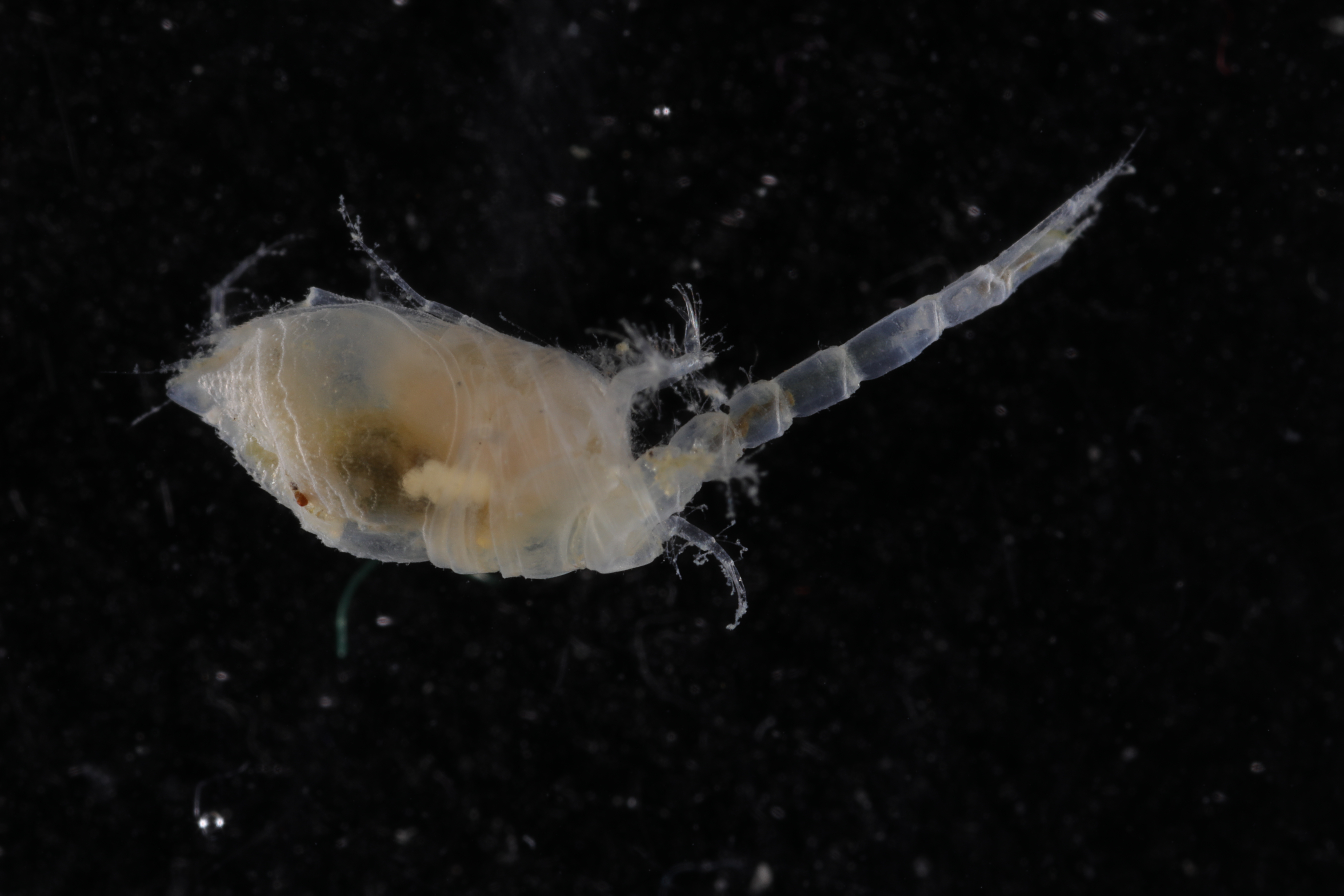 Makrokylindrus inscriptus