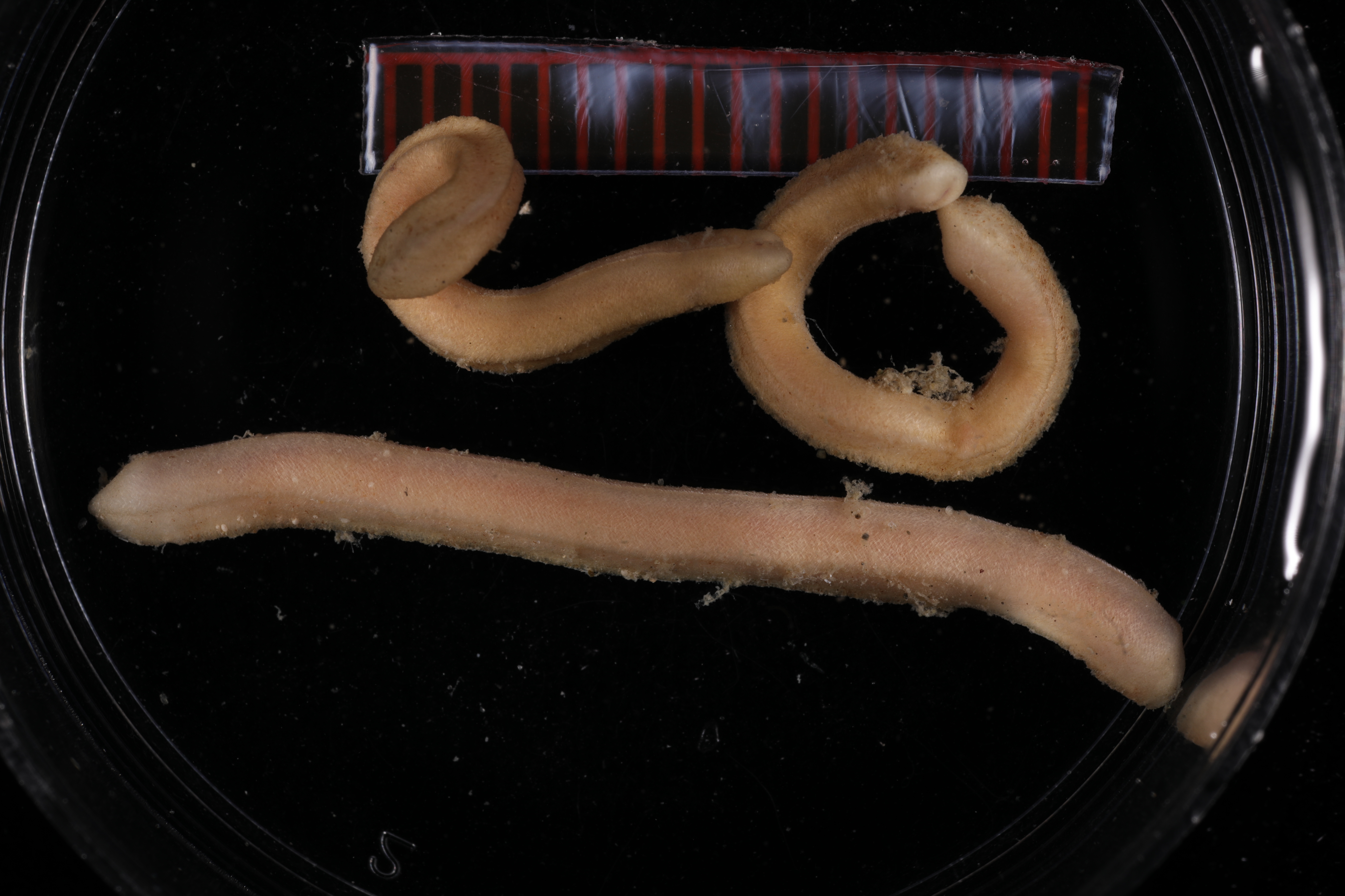 Dorymenia tricarinata