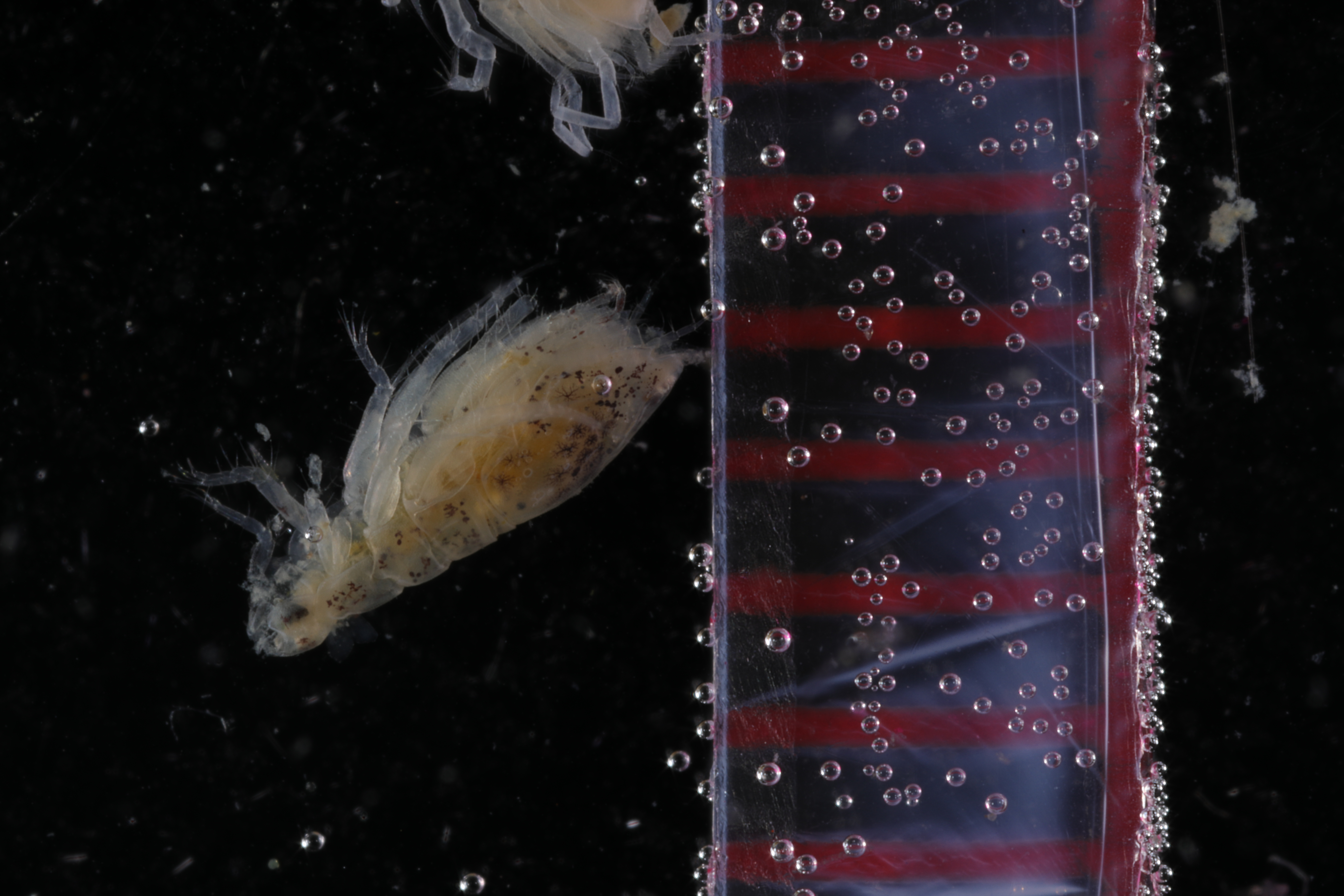 Vaunthompsonia inermis