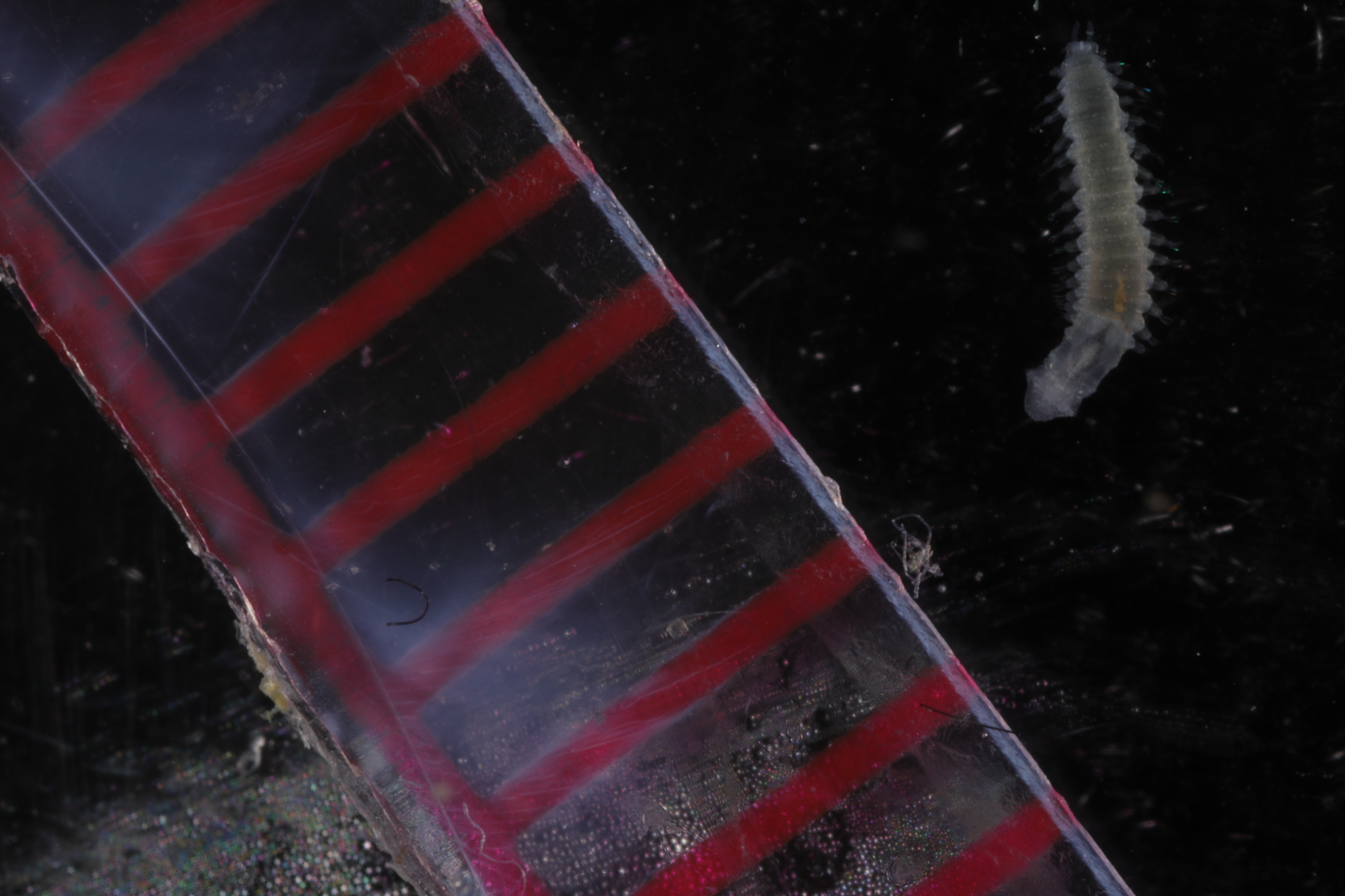 Specimen media