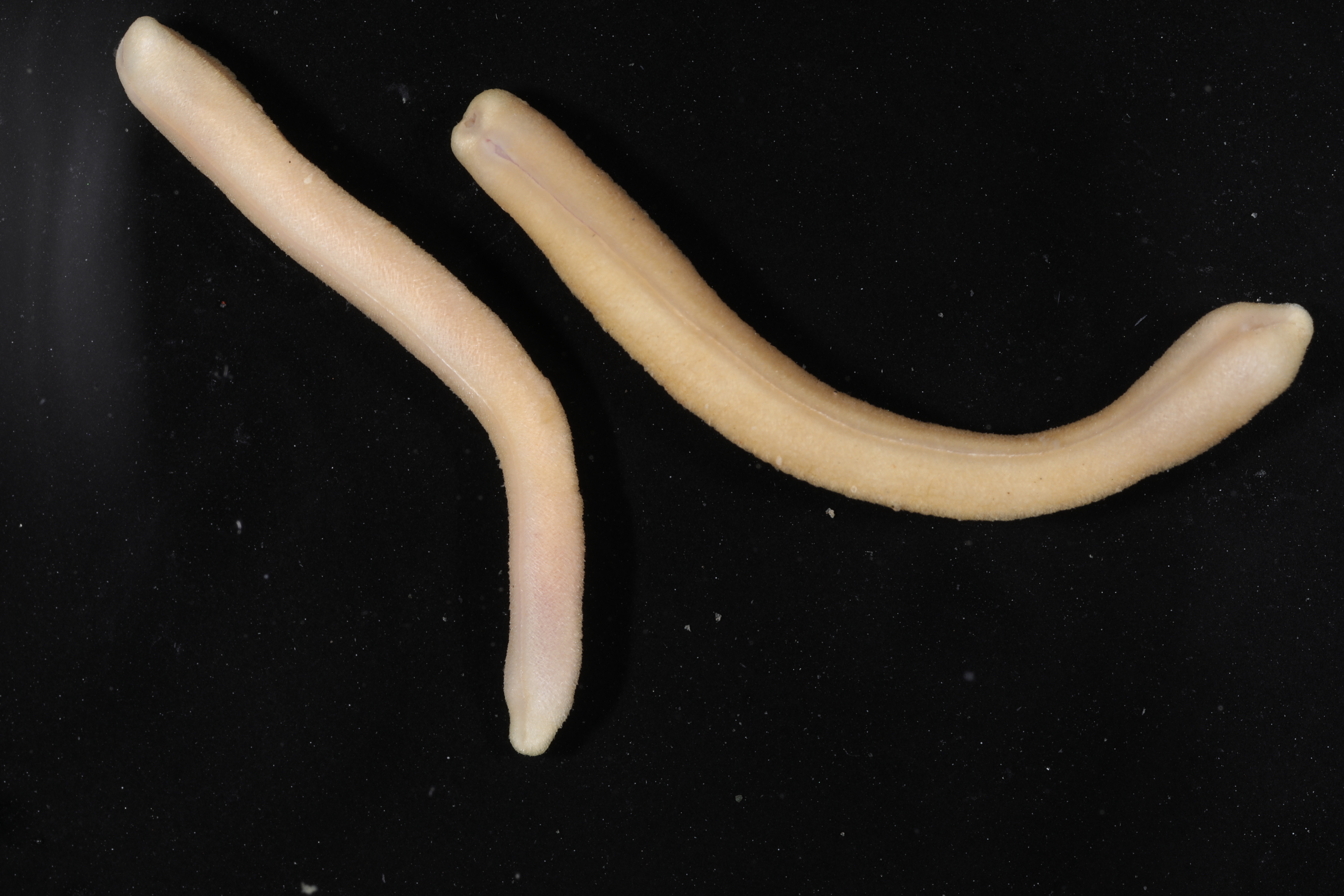 Dorymenia tricarinata