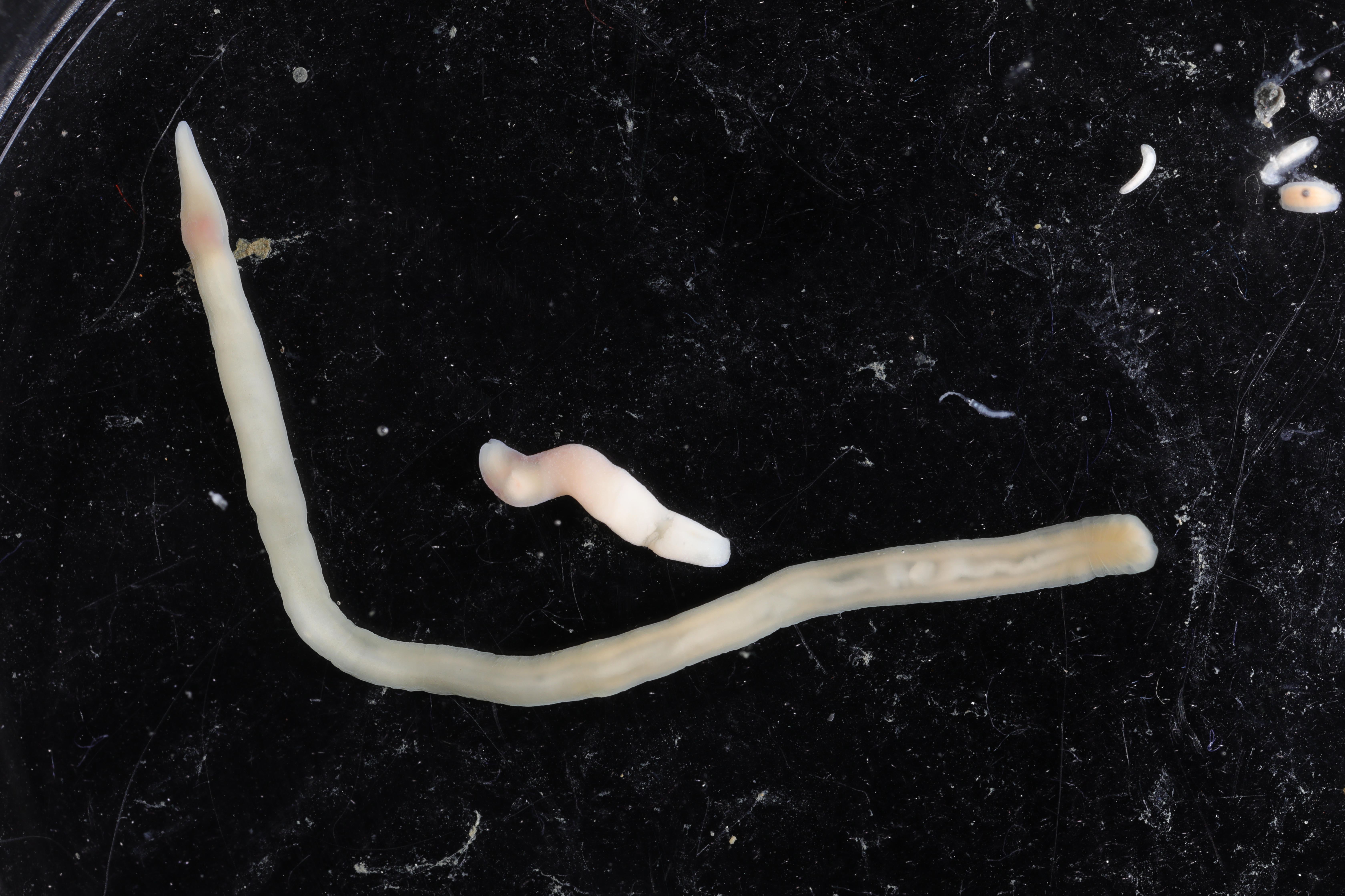 Specimen media