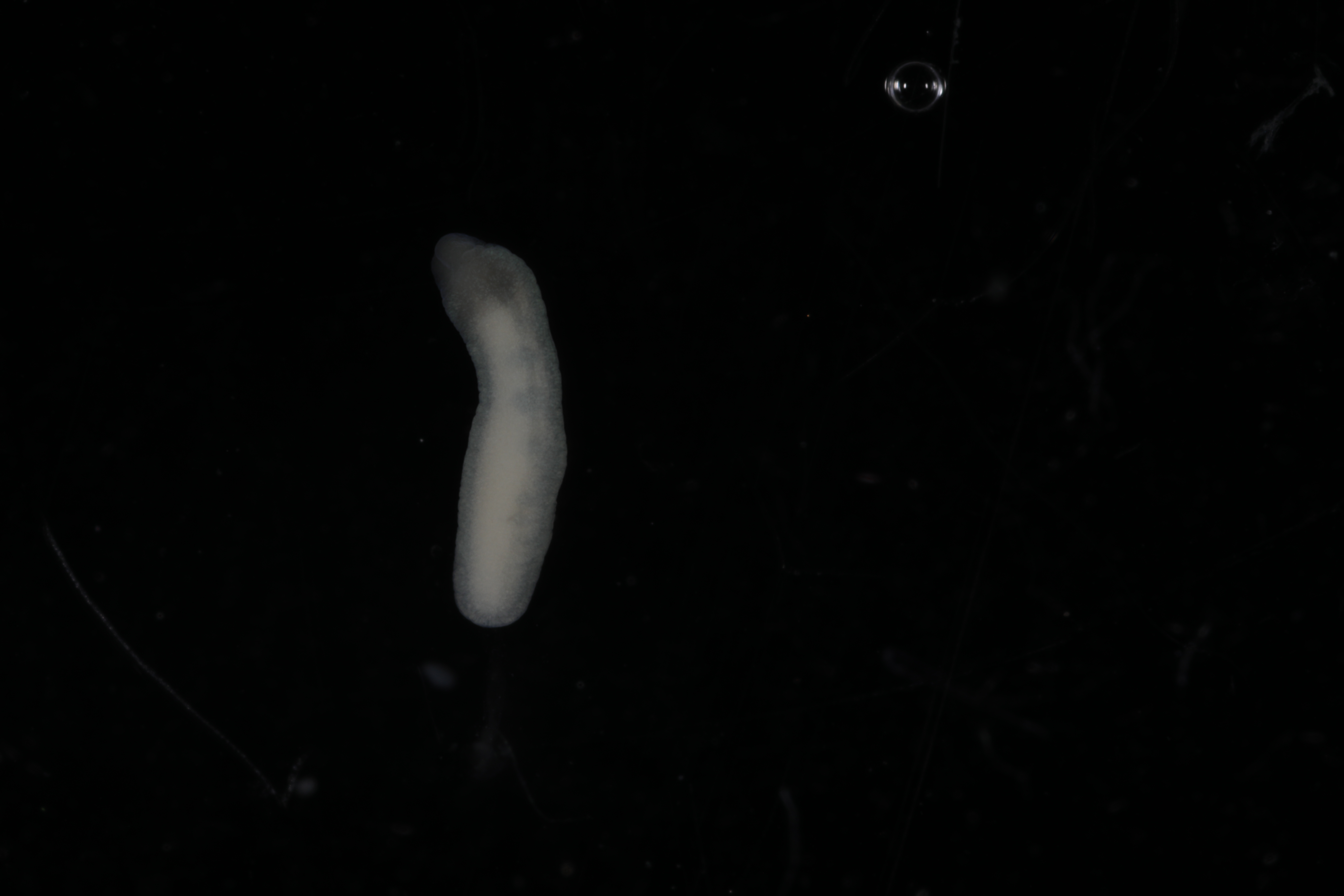 Specimen media