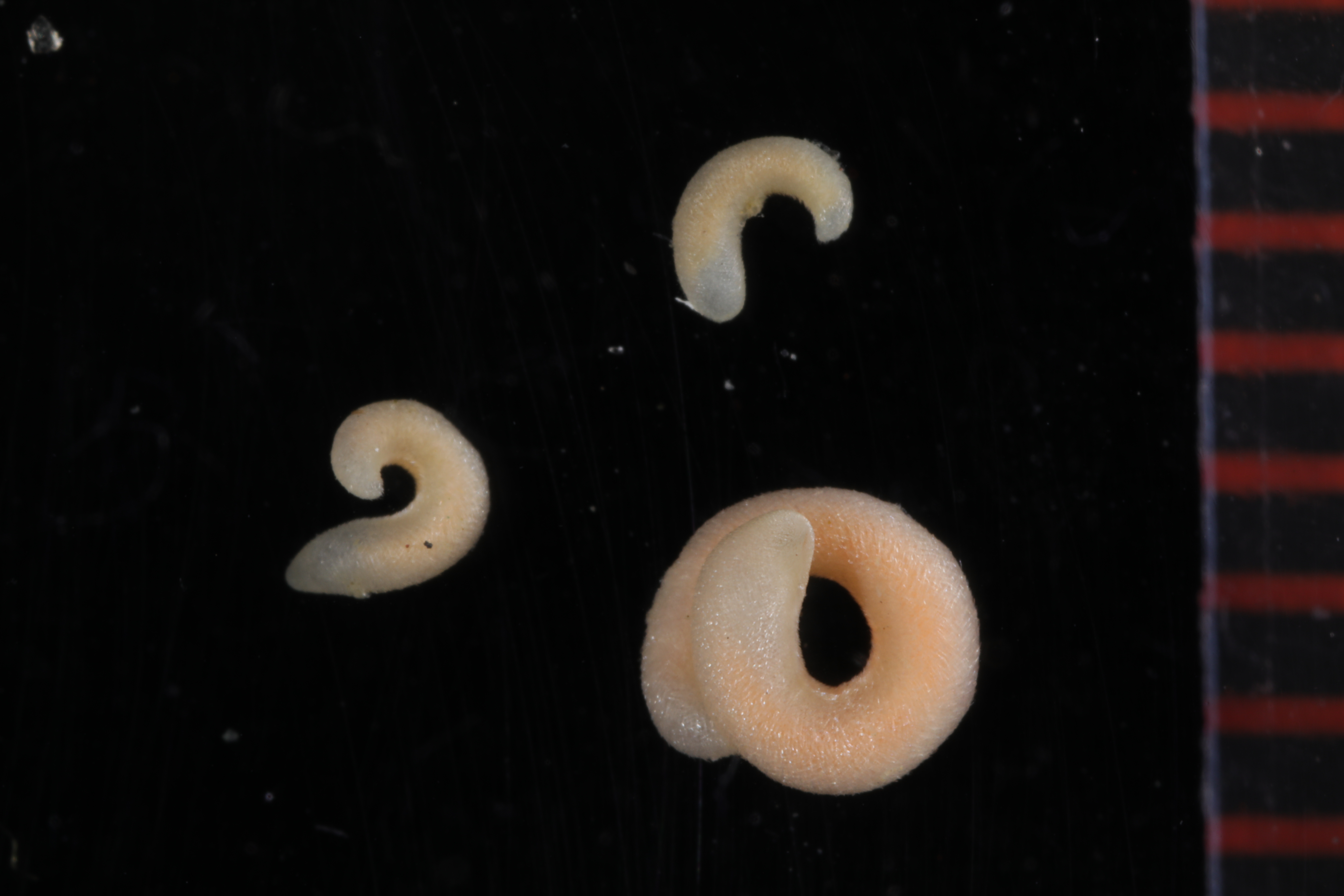 Specimen media