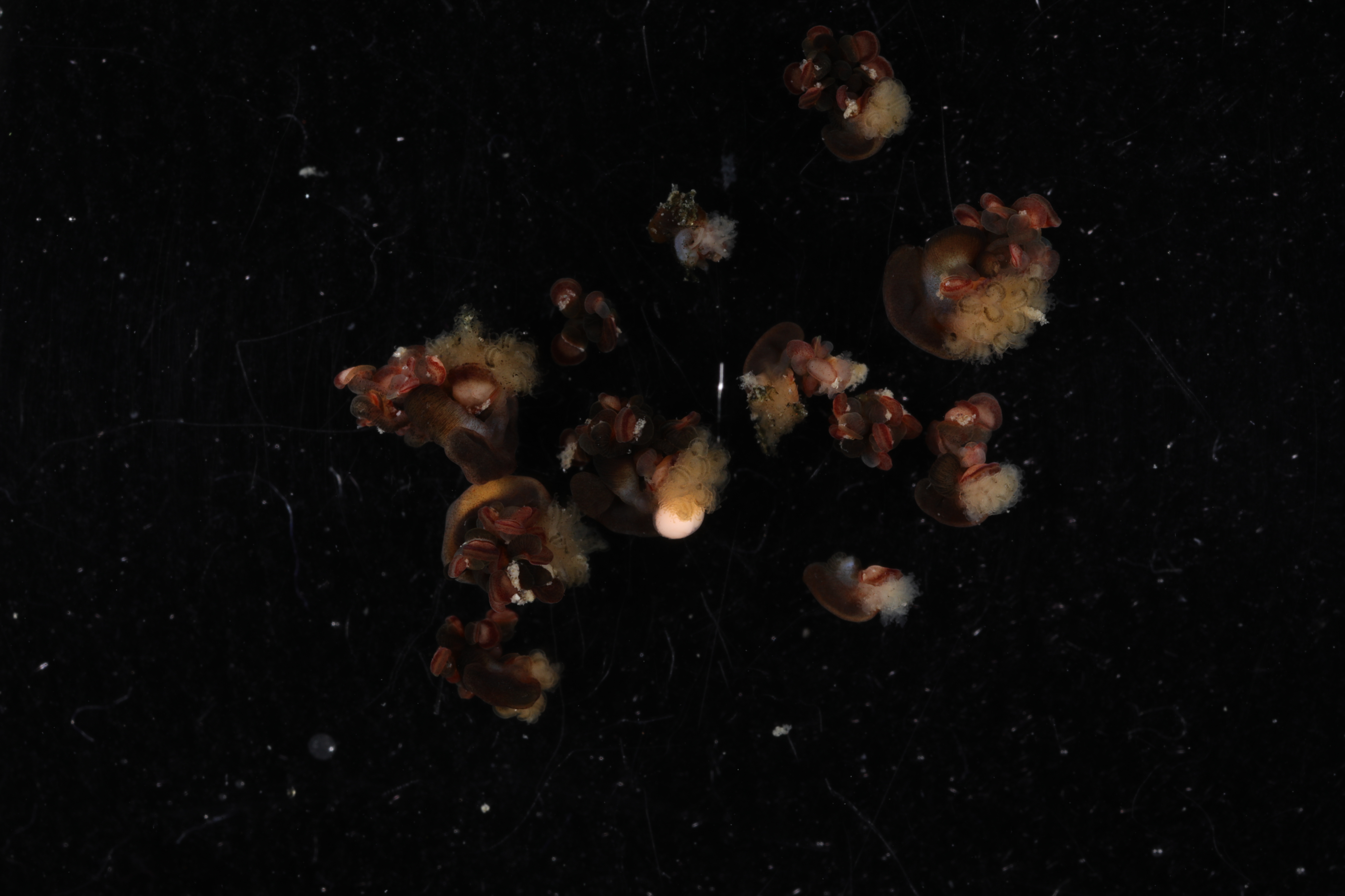 Specimen media