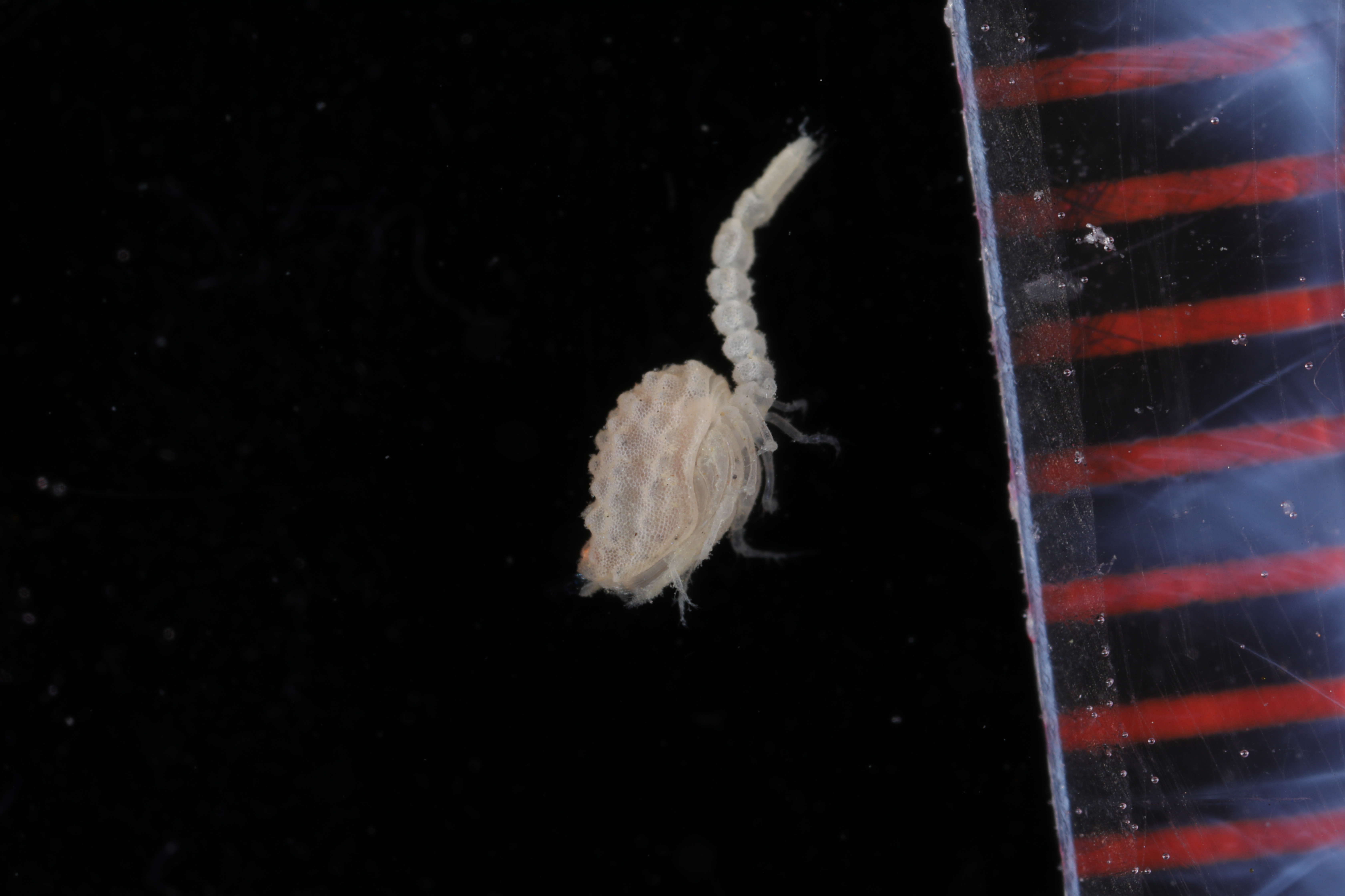 Campylaspis breviramis