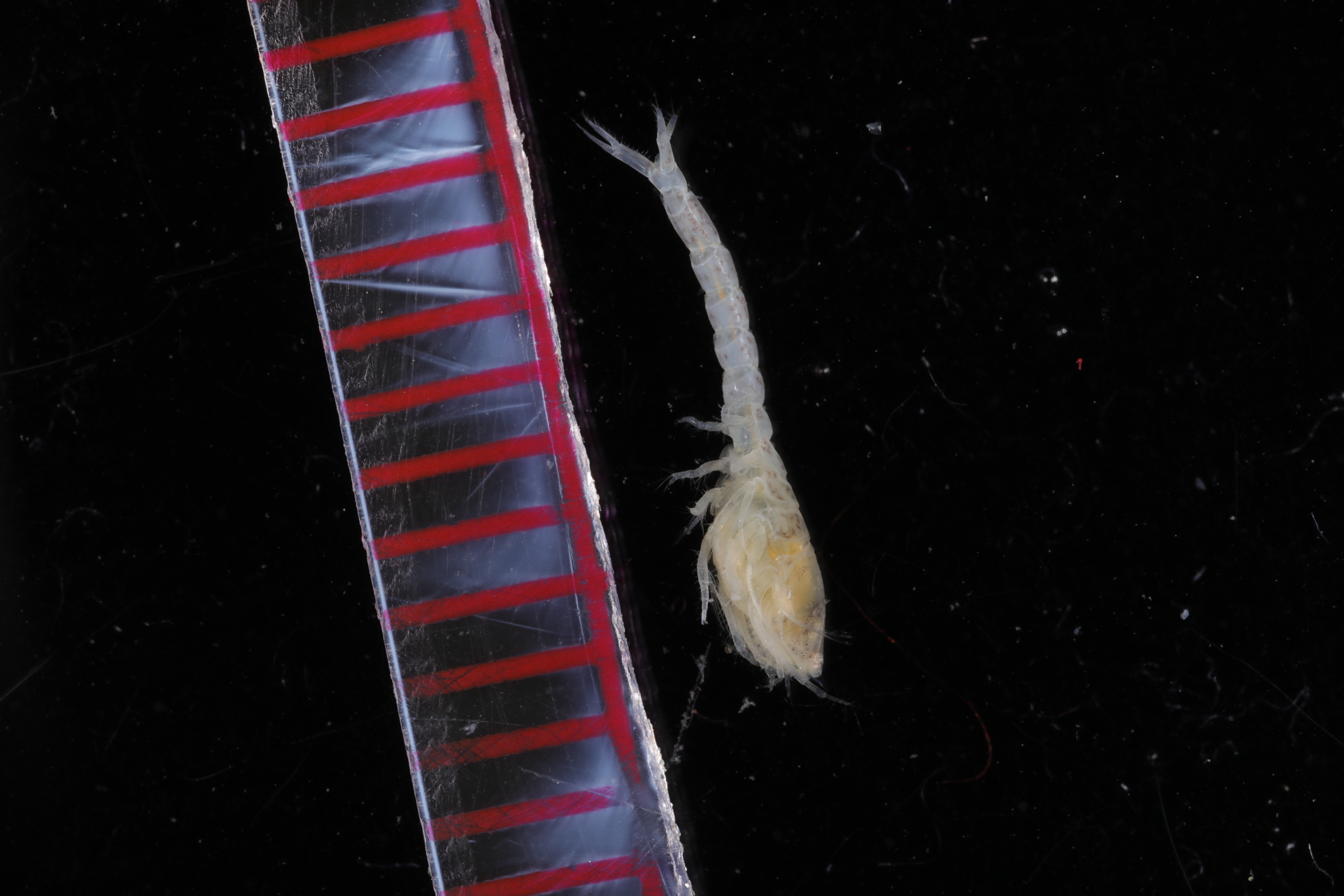 Specimen media