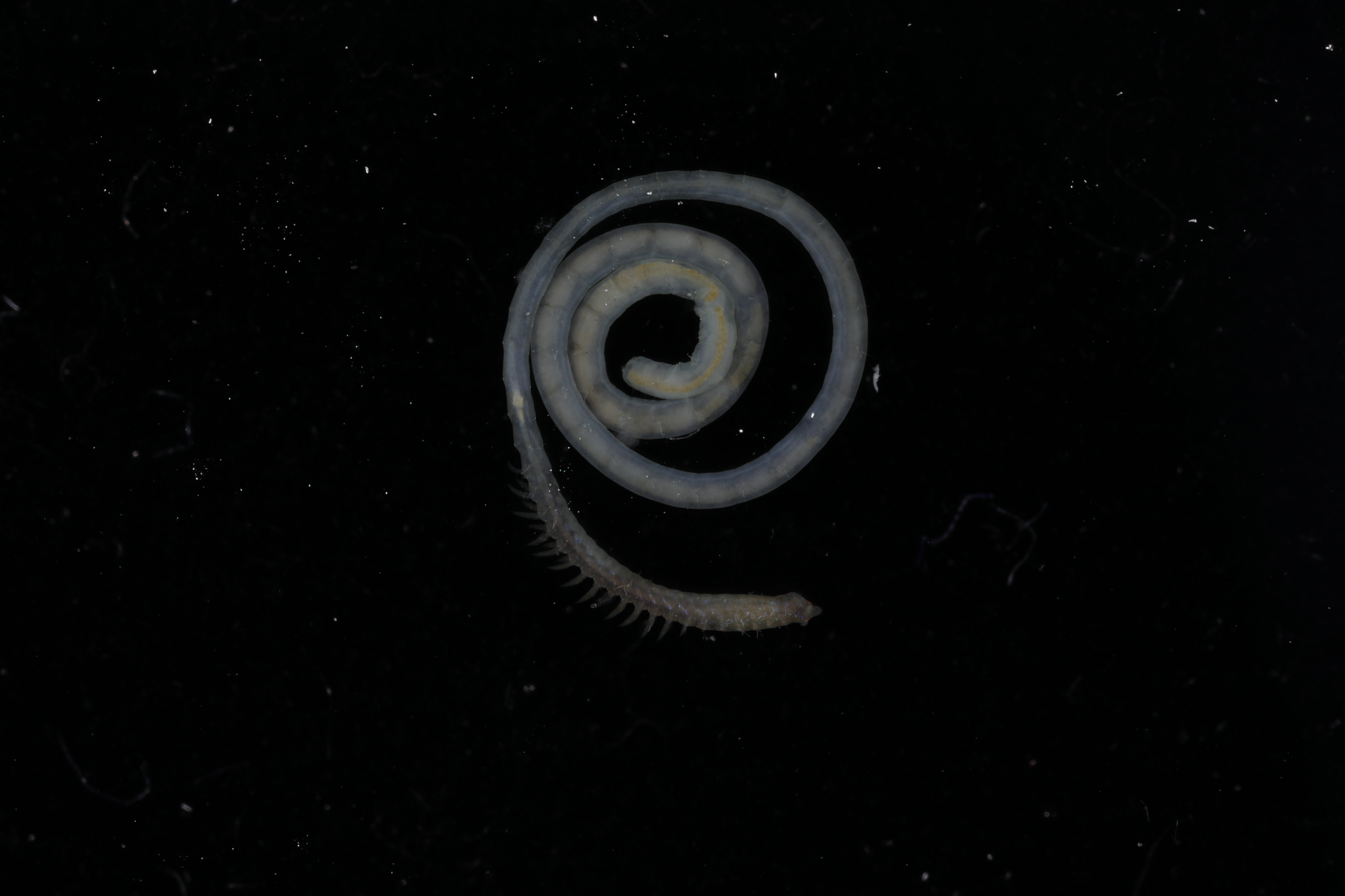 Specimen media