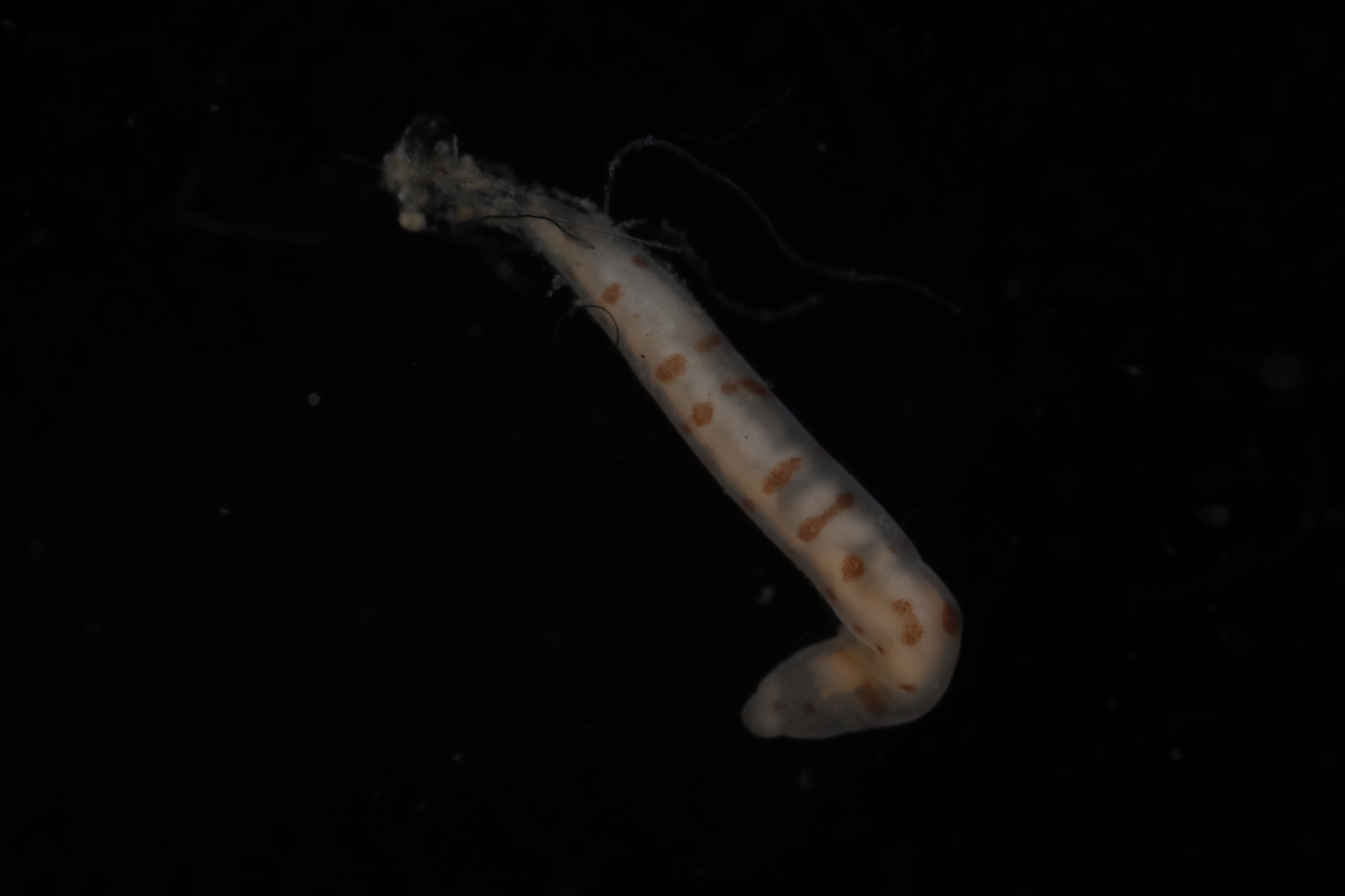 Specimen media