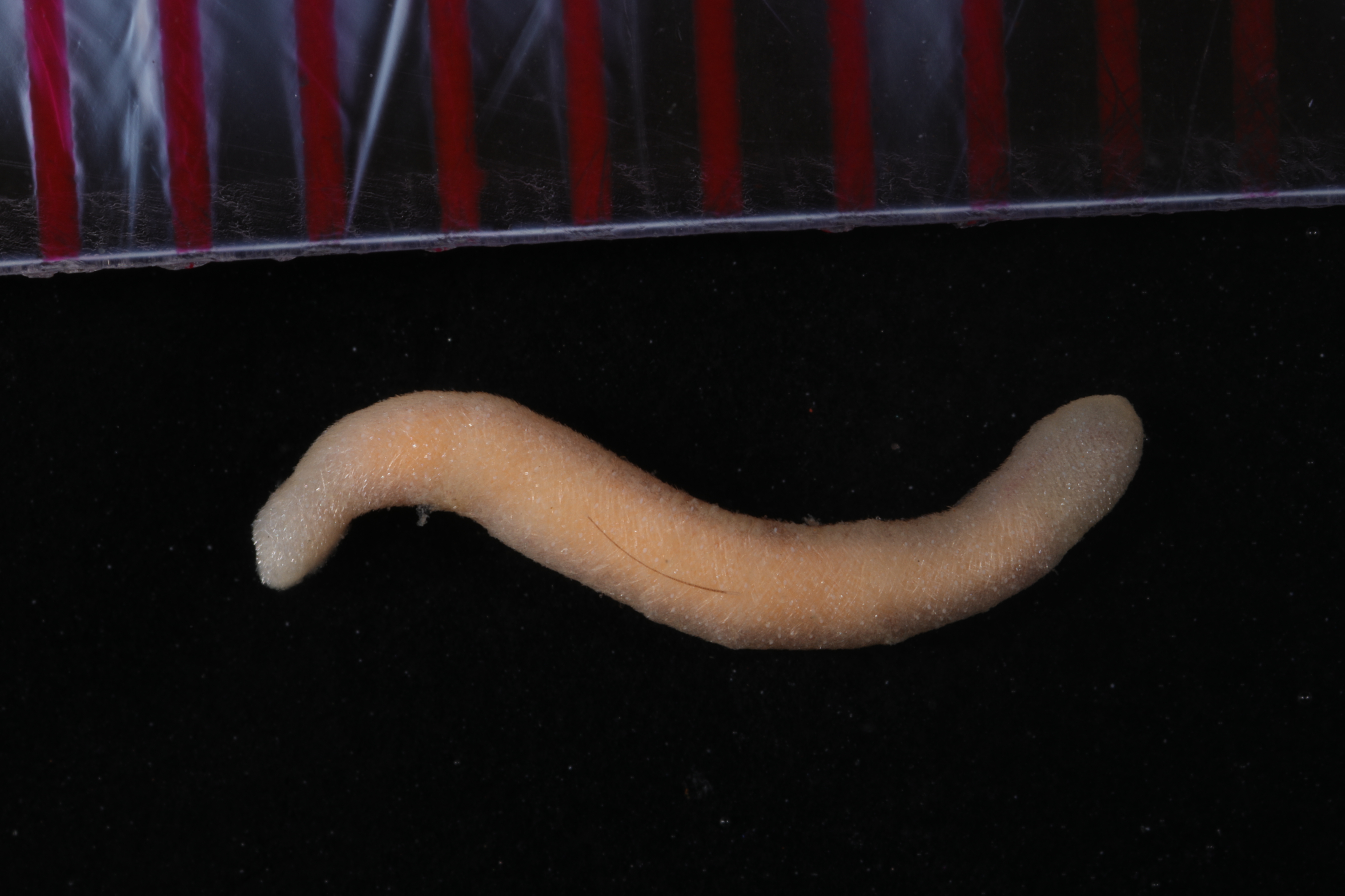 Specimen media