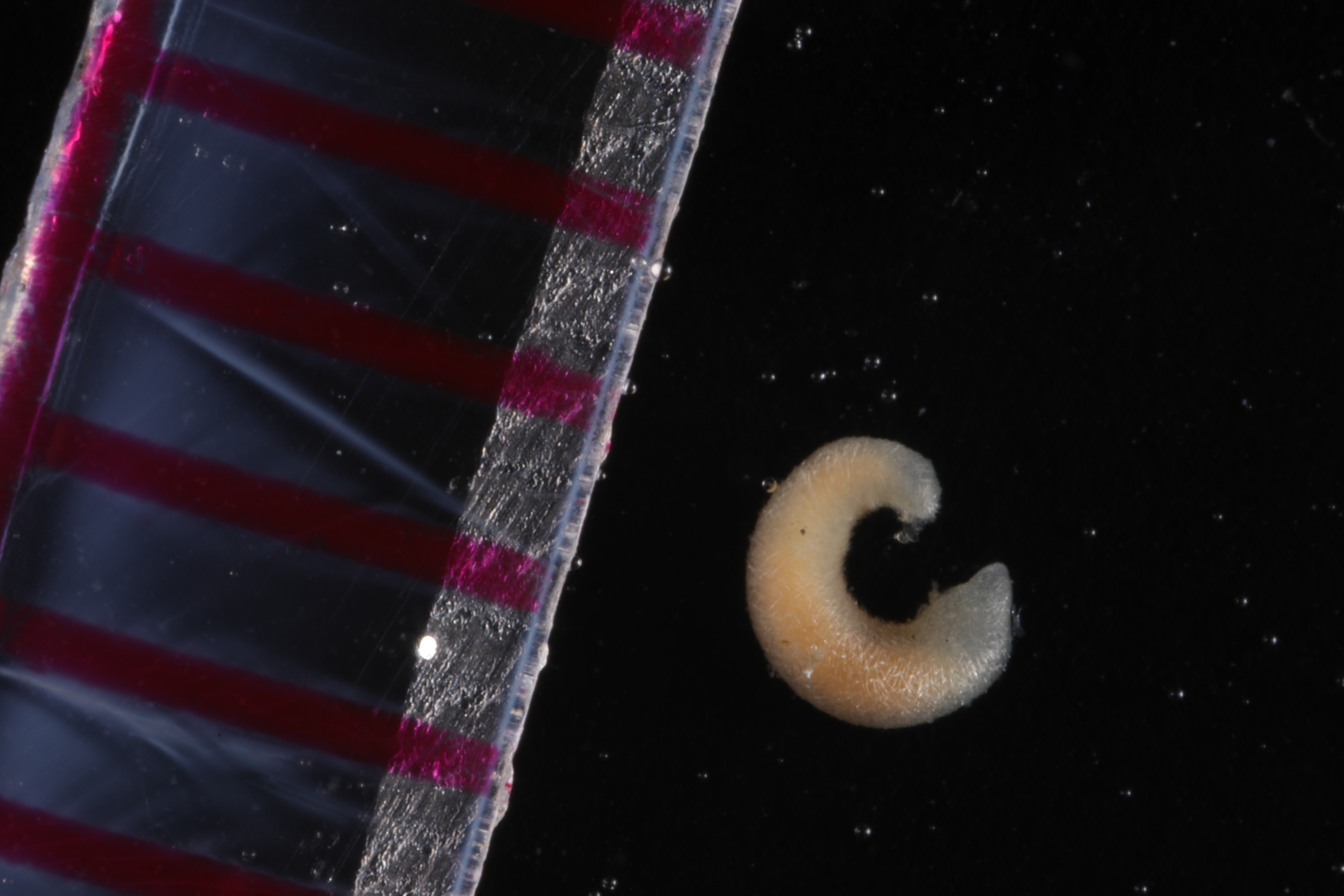 Specimen media