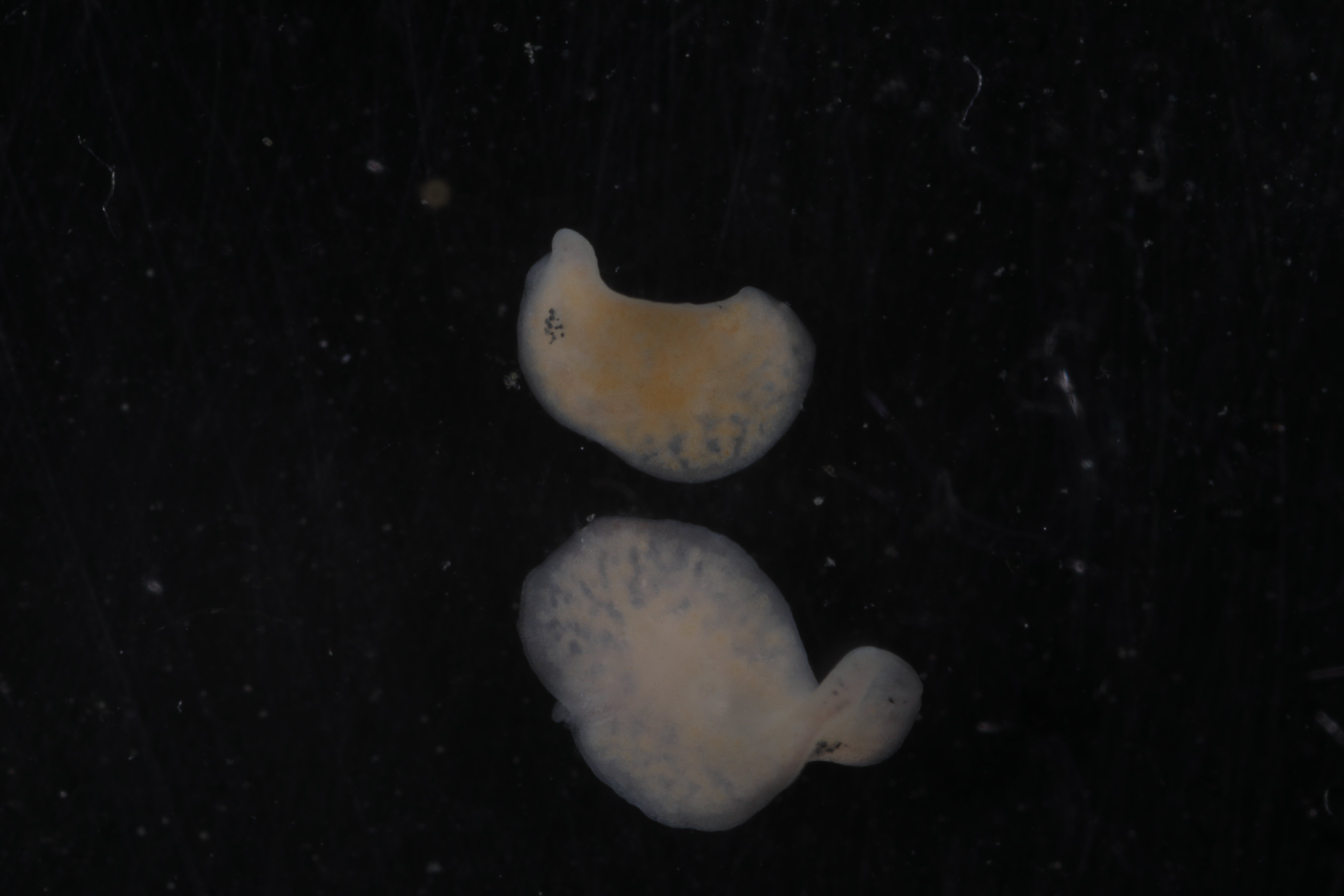 Specimen media
