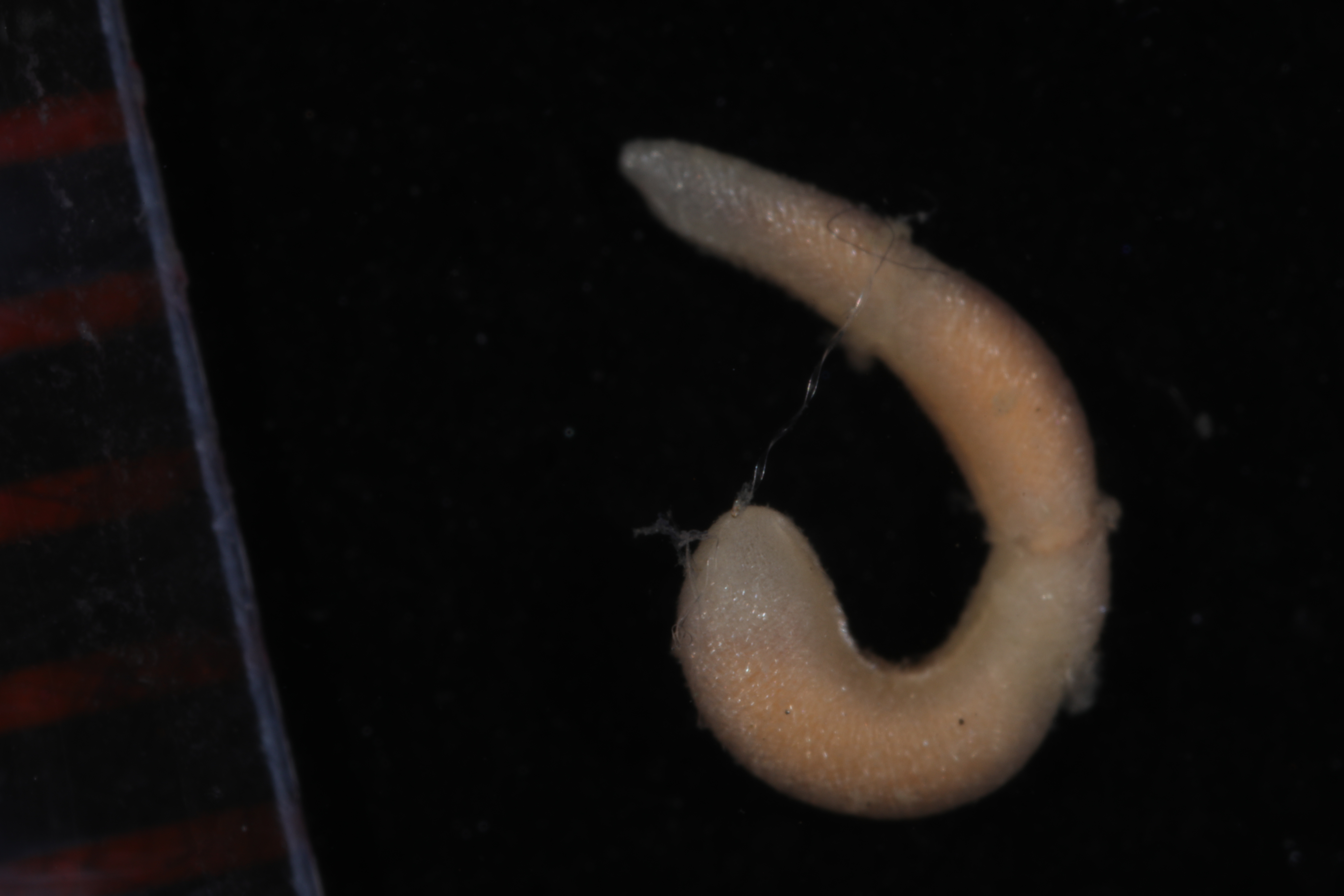Specimen media