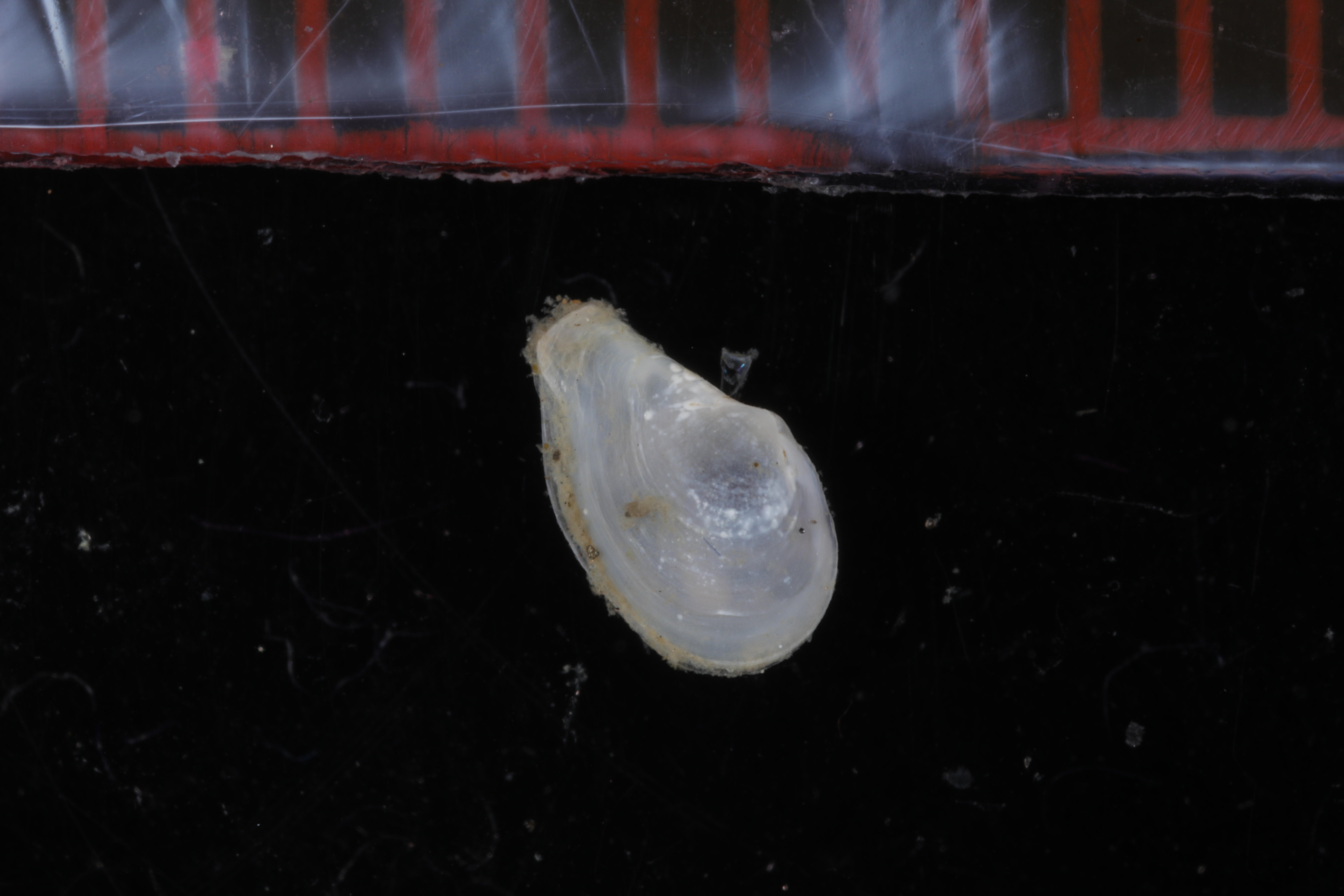 Specimen media