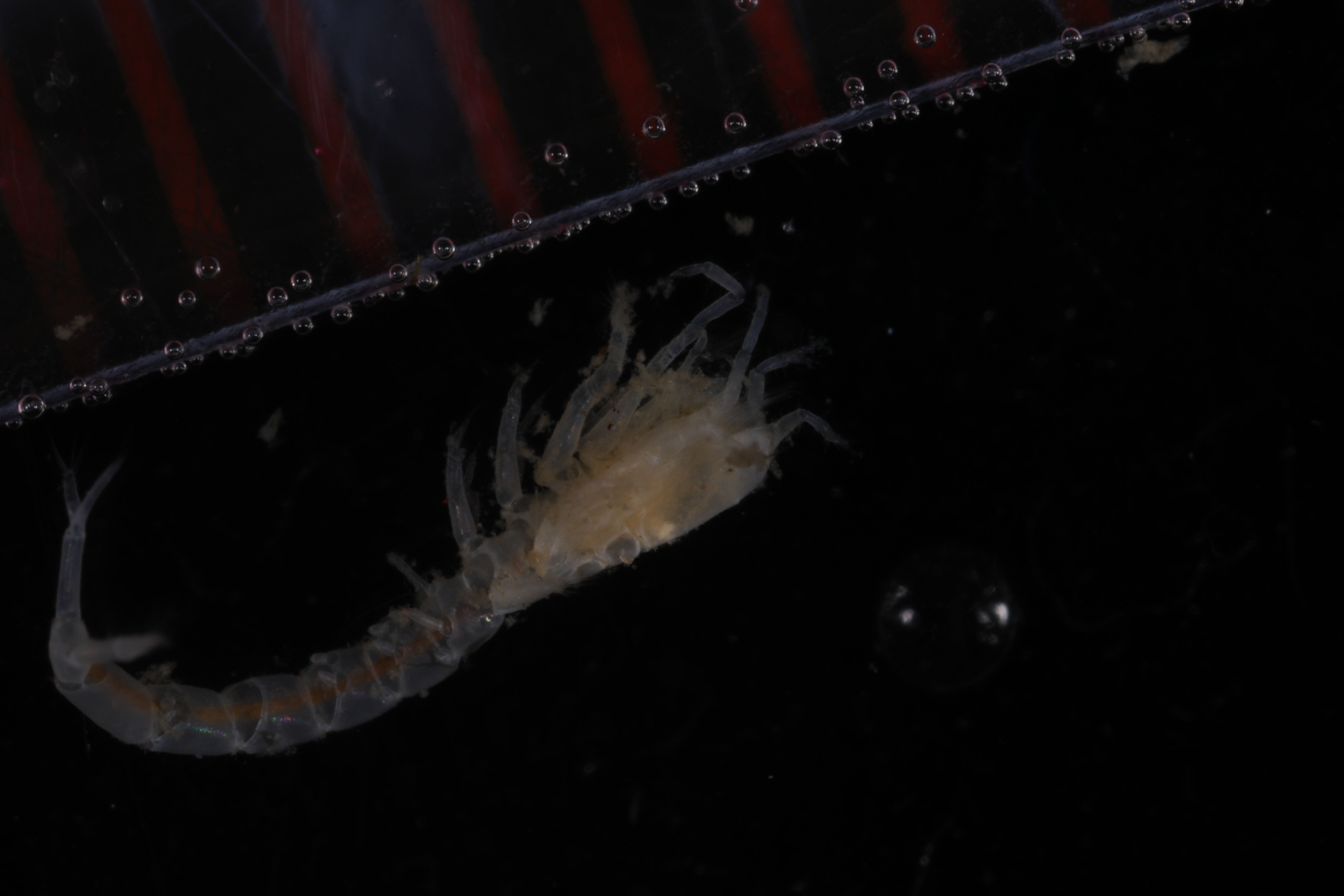 Specimen media