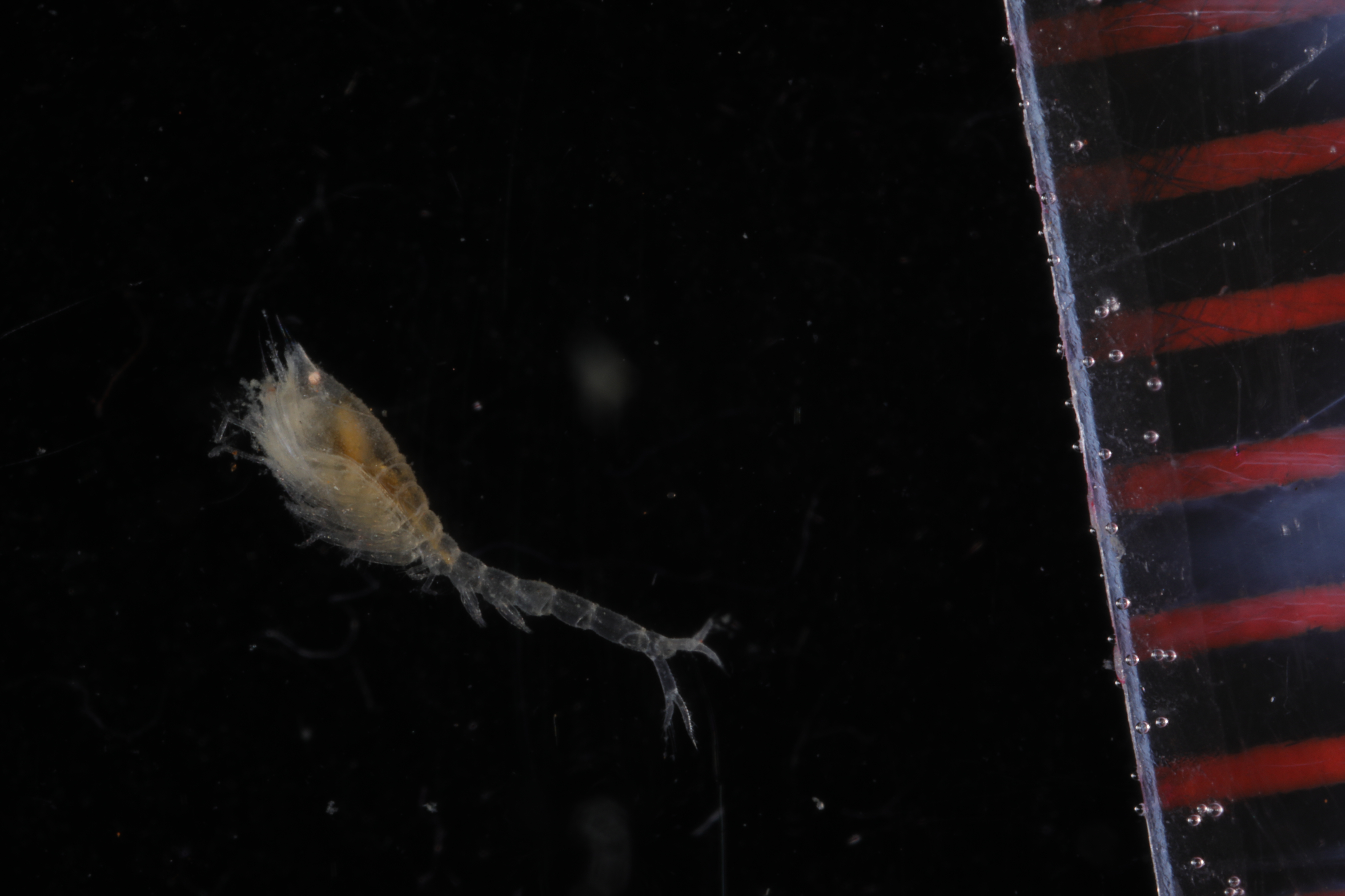 Specimen media