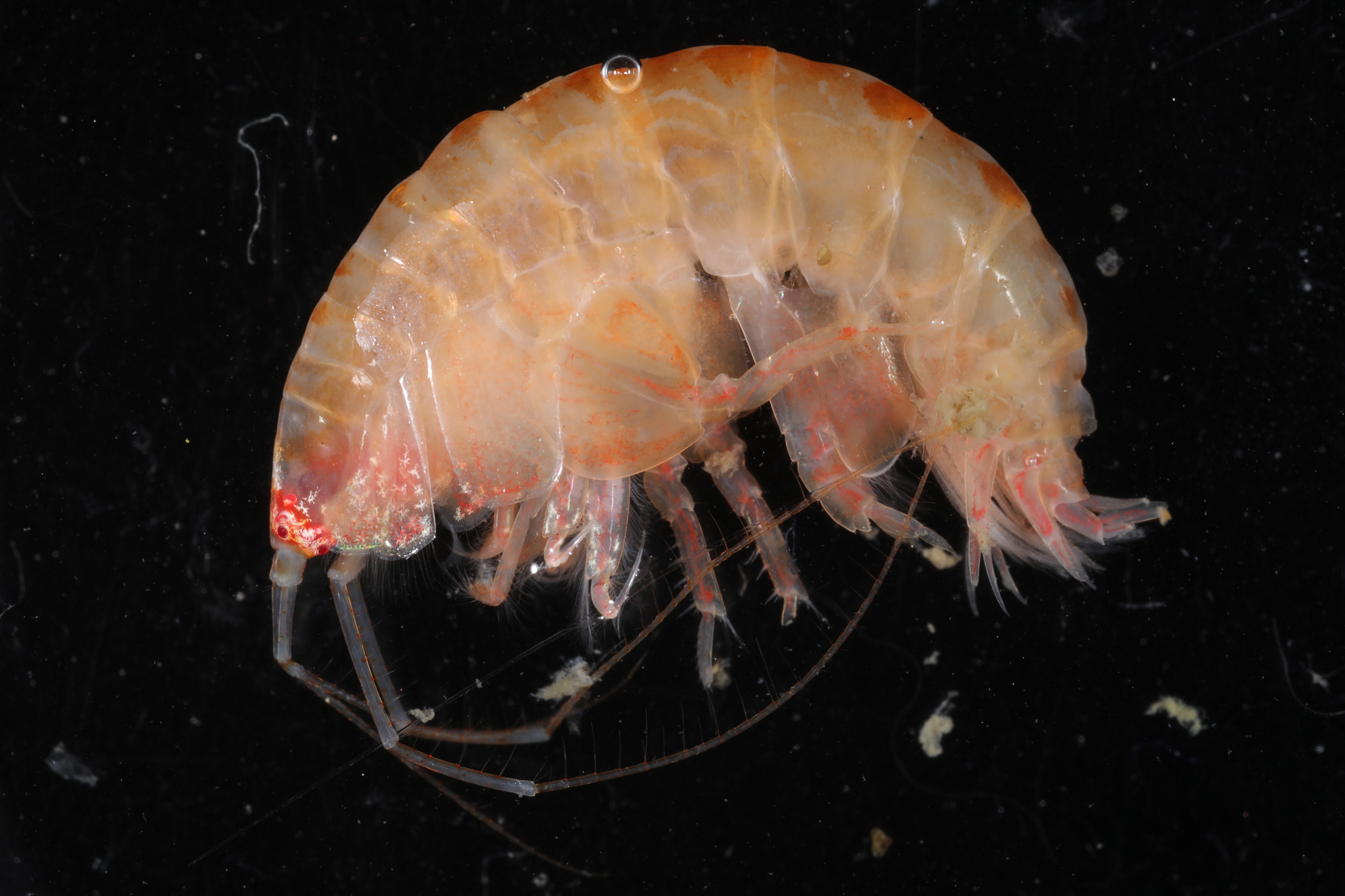 Specimen media