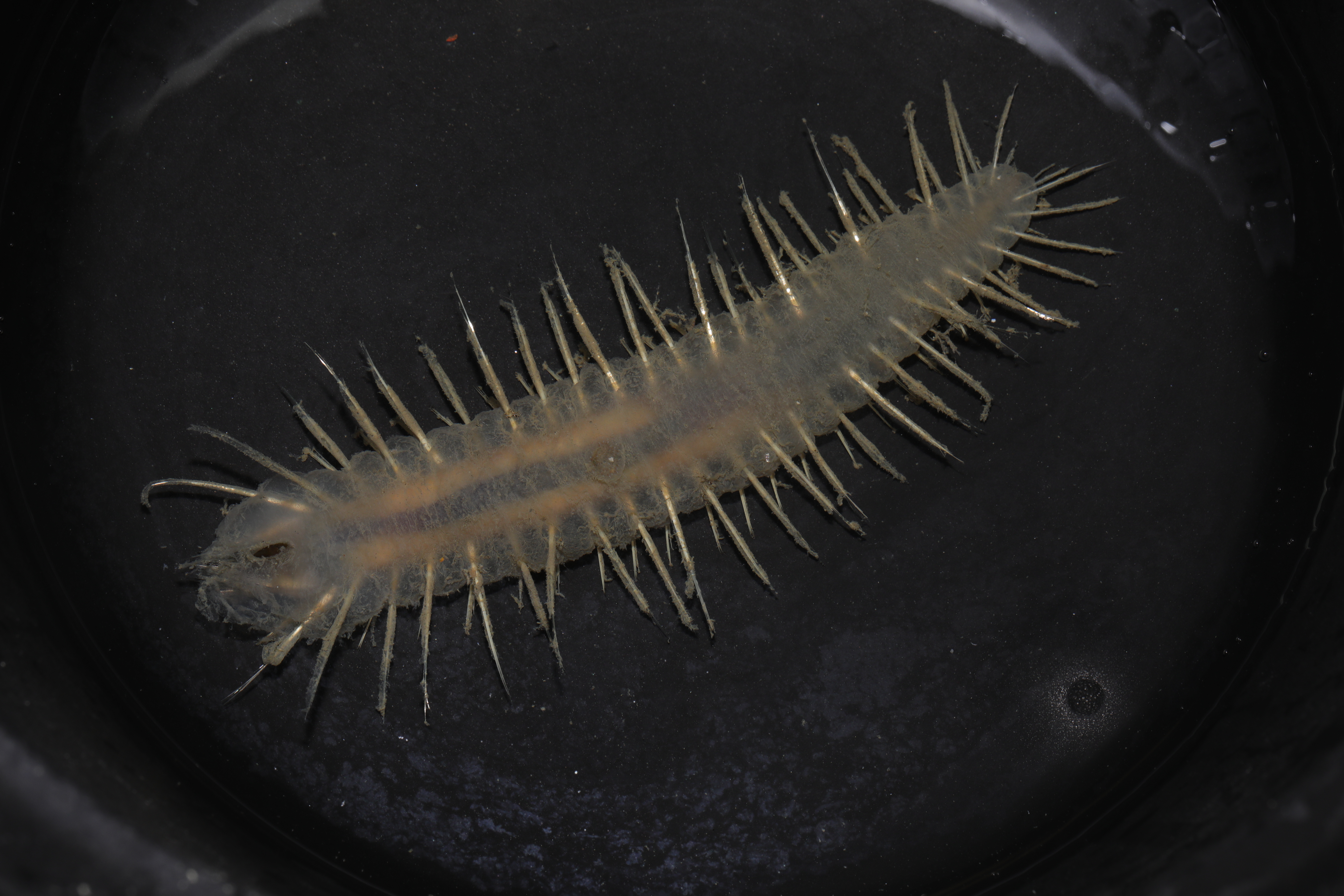 Flabegraviera mundata