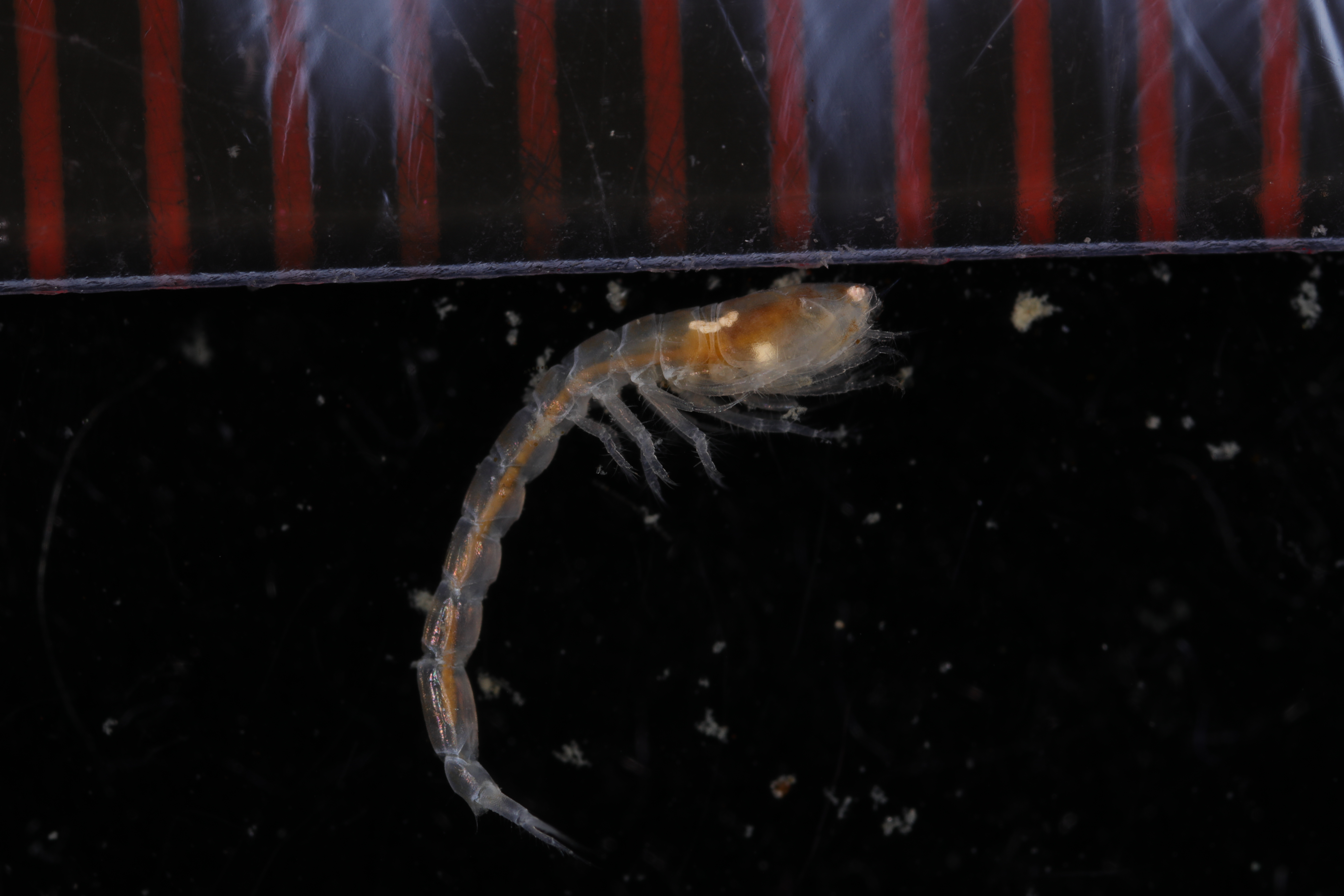 Vaunthompsonia meridionalis