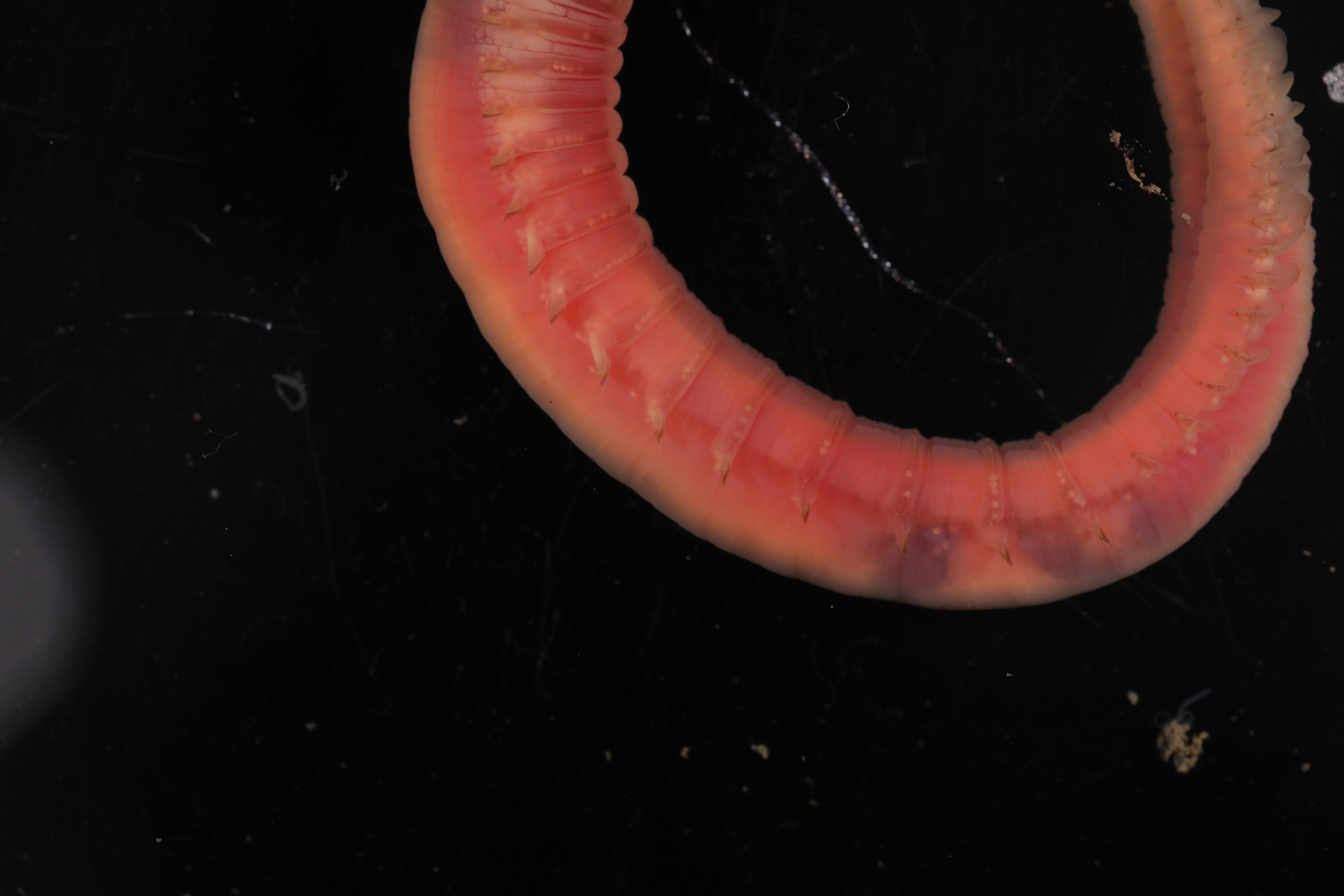 Specimen media
